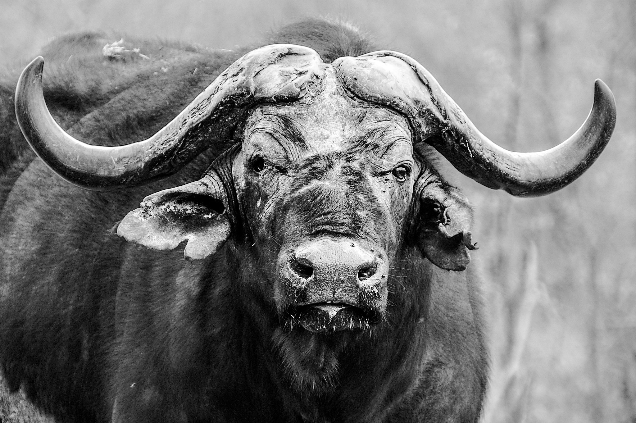 Pentax *ist DS sample photo. Old one-eyed bull photography