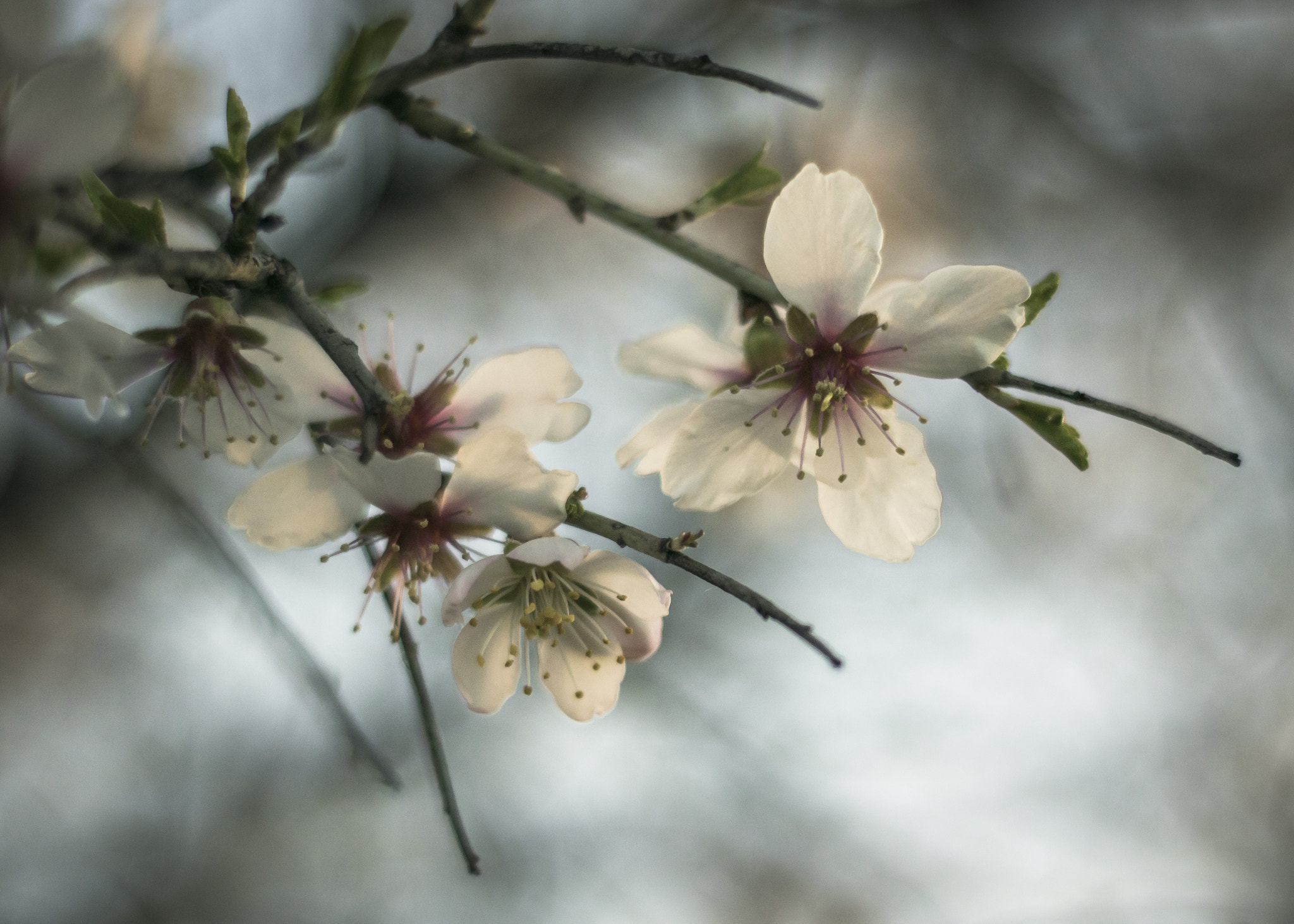 Nikon D5300 + Nikon AF Nikkor 50mm F1.8D sample photo. Almendro photography
