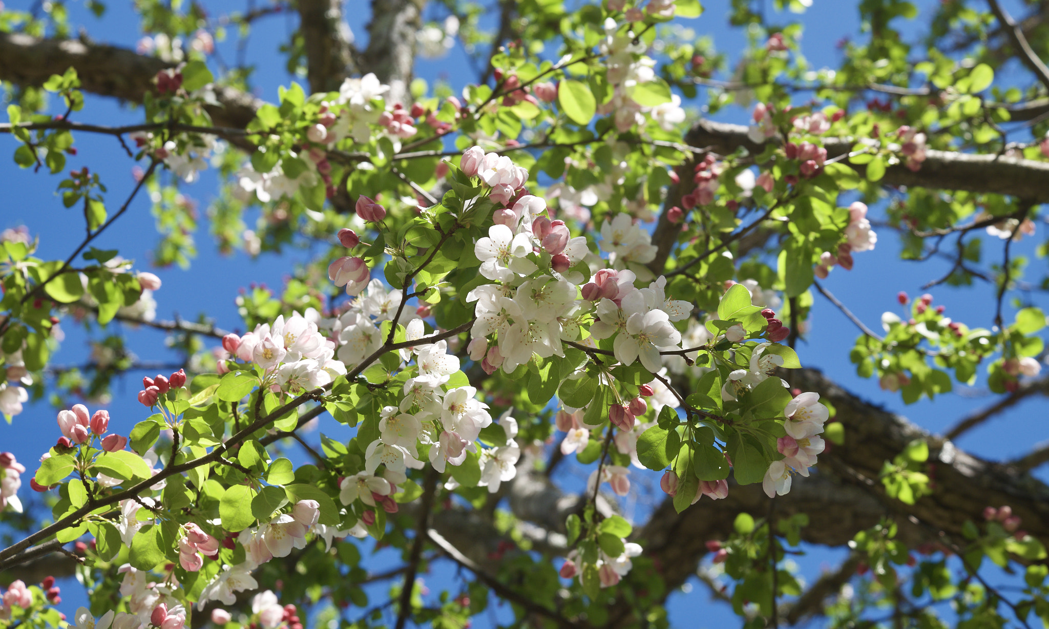 Fujifilm XF 55-200mm F3.5-4.8 R LM OIS sample photo. Cheery cherry photography