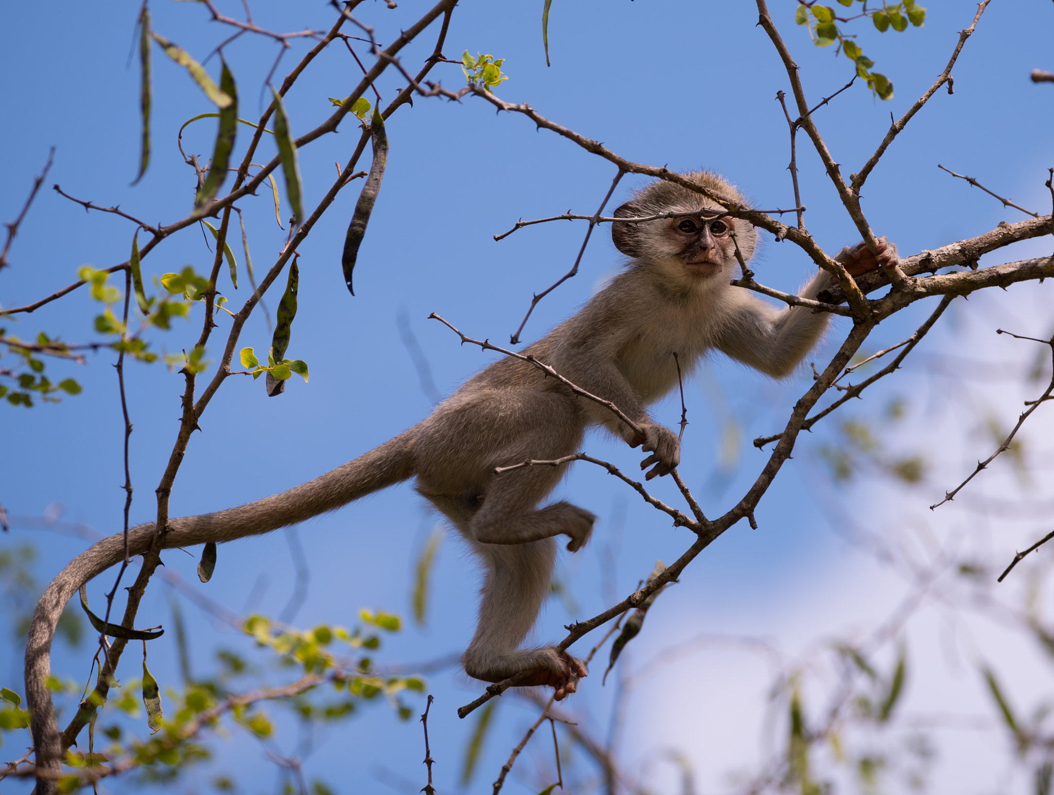 Sigma 150-600mm F5-6.3 DG OS HSM | C sample photo. Play time photography