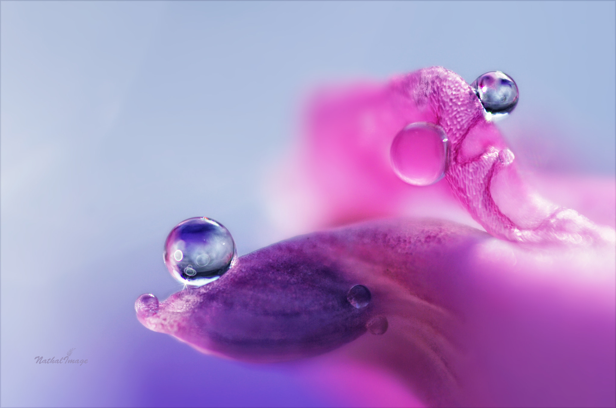 Nikon D80 + Sigma 105mm F2.8 EX DG Macro sample photo. ... it takes two ... photography
