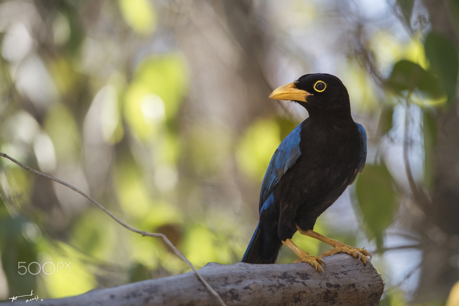 Nikon D810 + Sigma 150-500mm F5-6.3 DG OS HSM sample photo. Yucatan jay photography