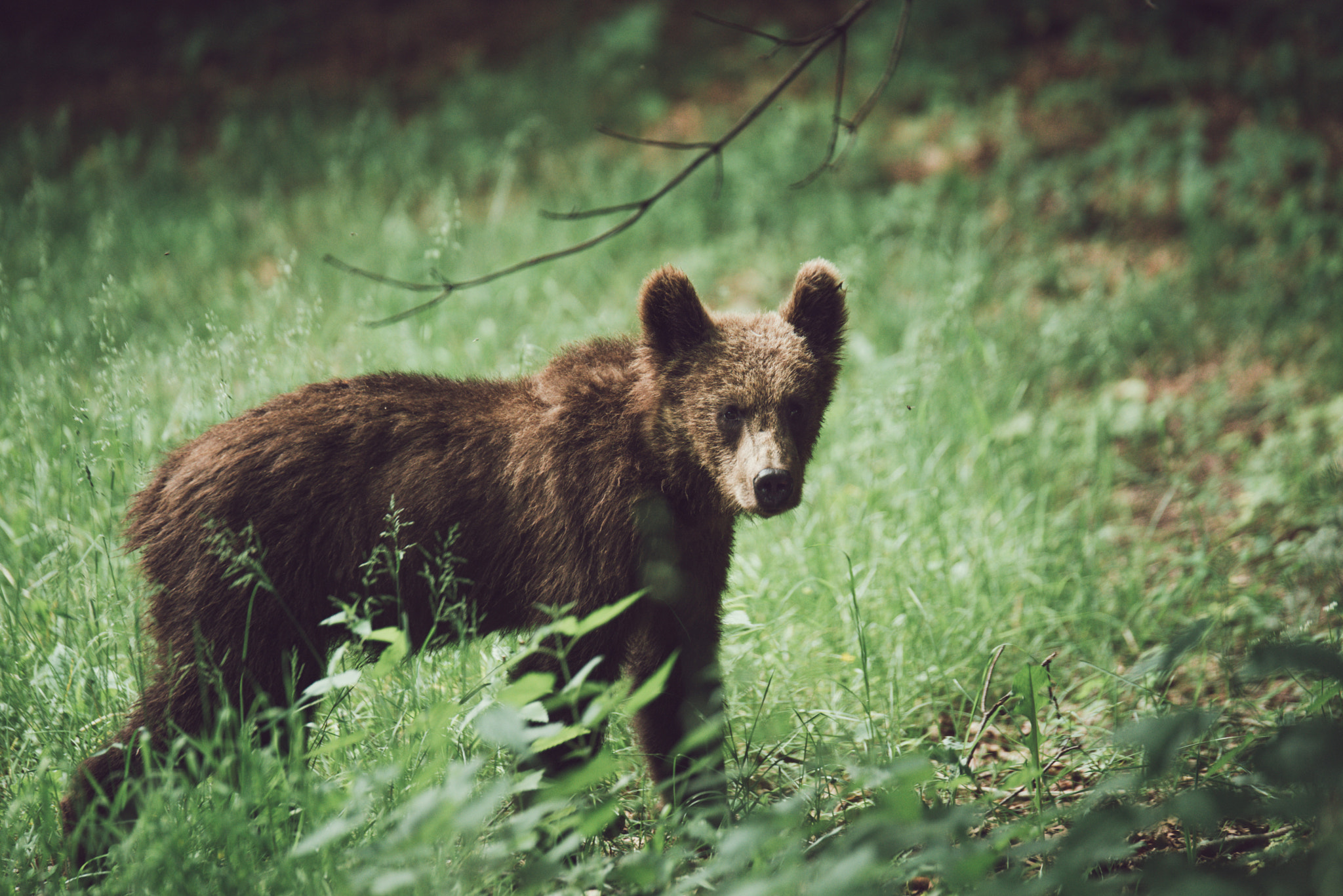 Nikon D610 + Tamron SP 70-200mm F2.8 Di VC USD sample photo. Bear cub in the wild photography