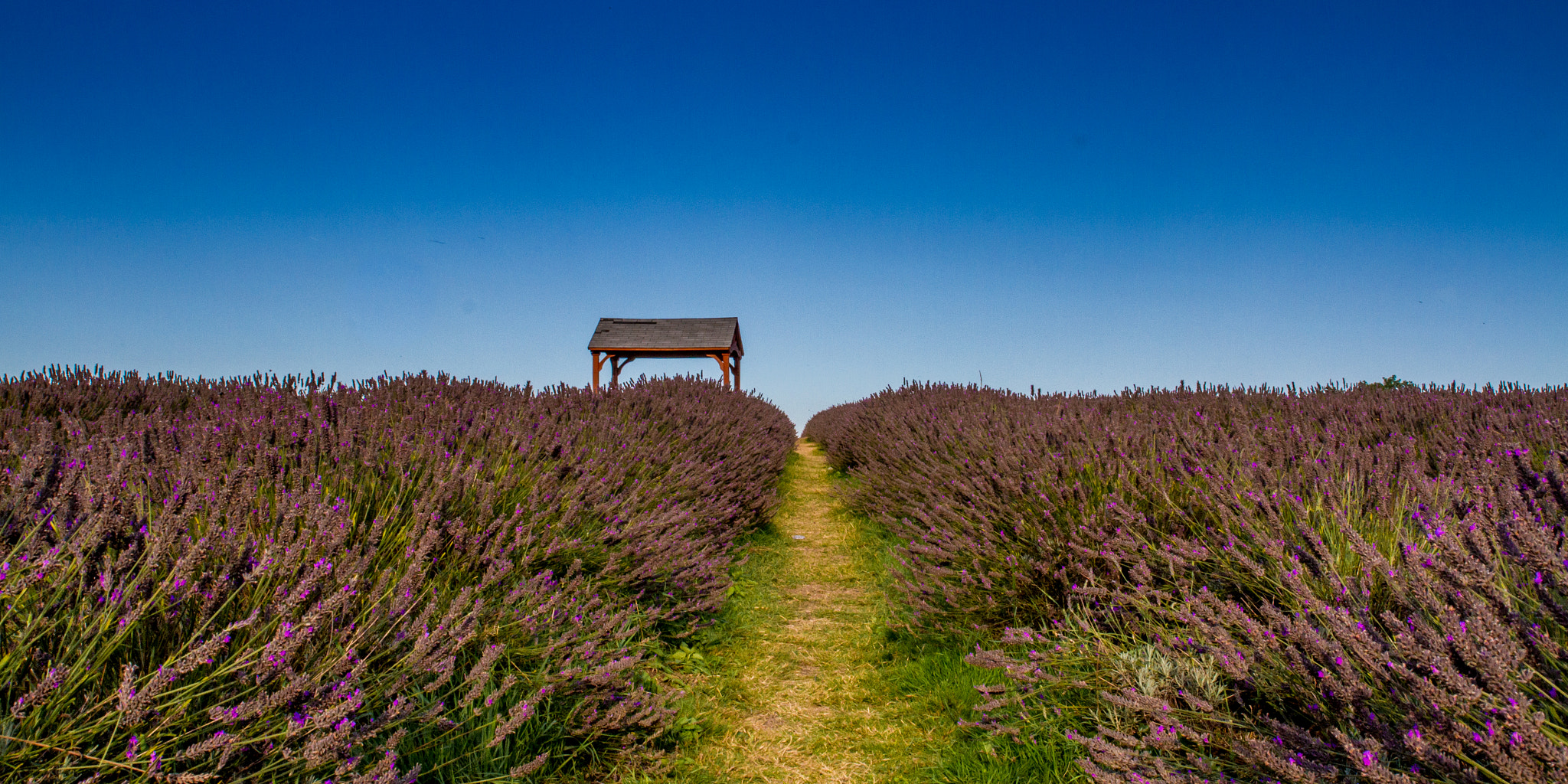 Canon EOS 7D + Tamron SP AF 17-50mm F2.8 XR Di II VC LD Aspherical (IF) sample photo. Lavender field photography