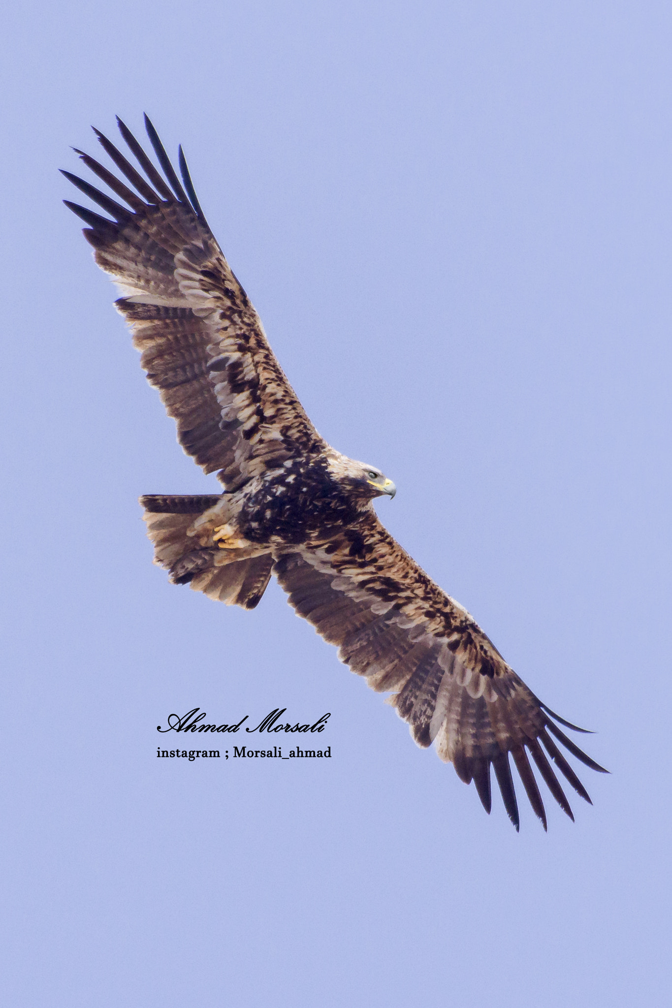 Sigma 150-600mm F5-6.3 DG OS HSM | S sample photo