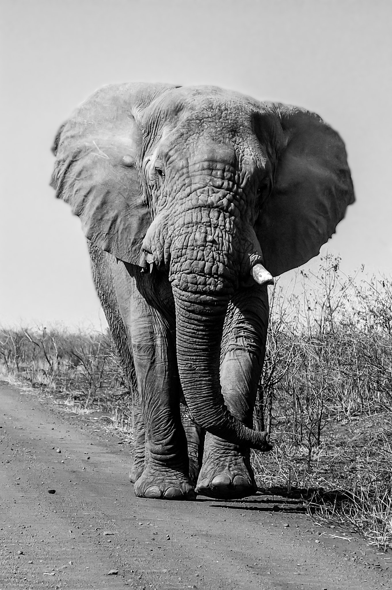 Pentax *ist DS sample photo. Old elephant photography