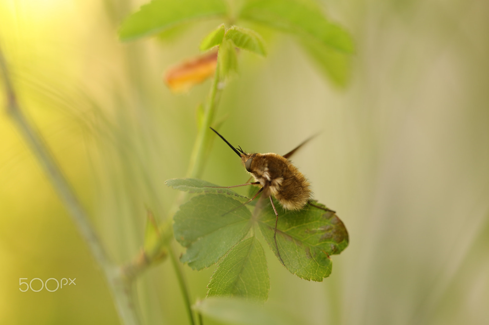 Canon EF 100mm F2.8L Macro IS USM sample photo. Insect photography