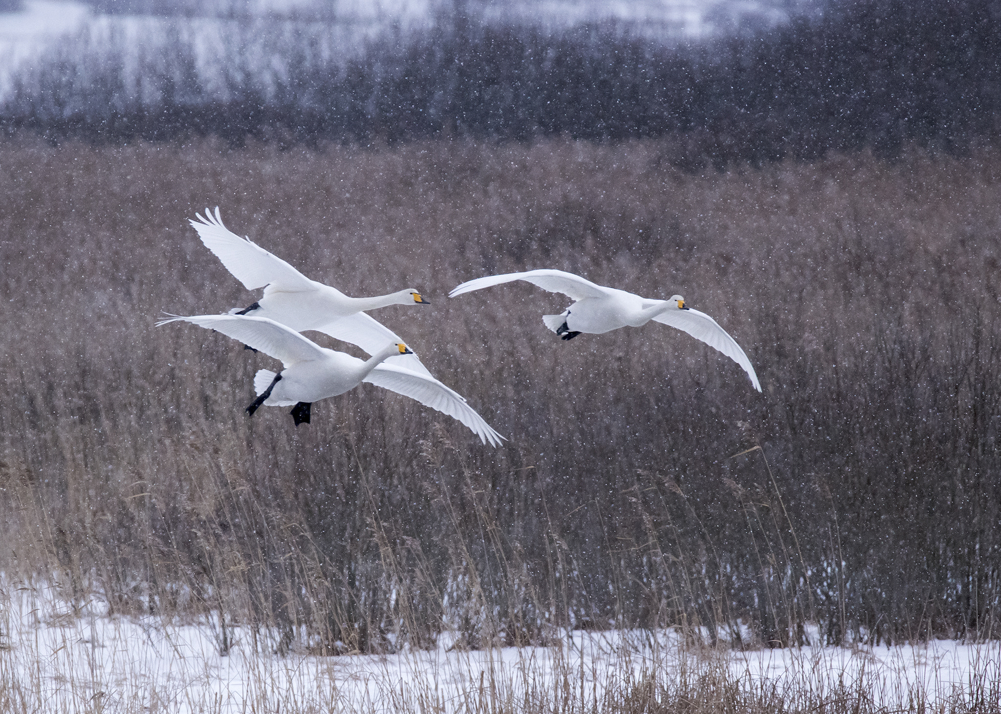 Canon EOS 6D sample photo. Whooper swans in snow/ sångsvanar i snöfall photography
