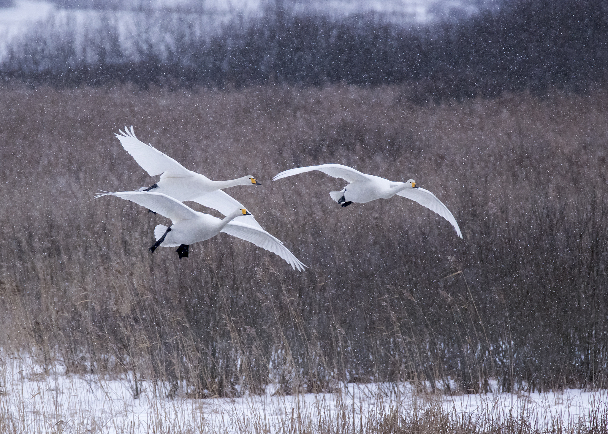 Tamron SP 150-600mm F5-6.3 Di VC USD sample photo. Whooper swans in snow/ sångsvanar i snöfall photography