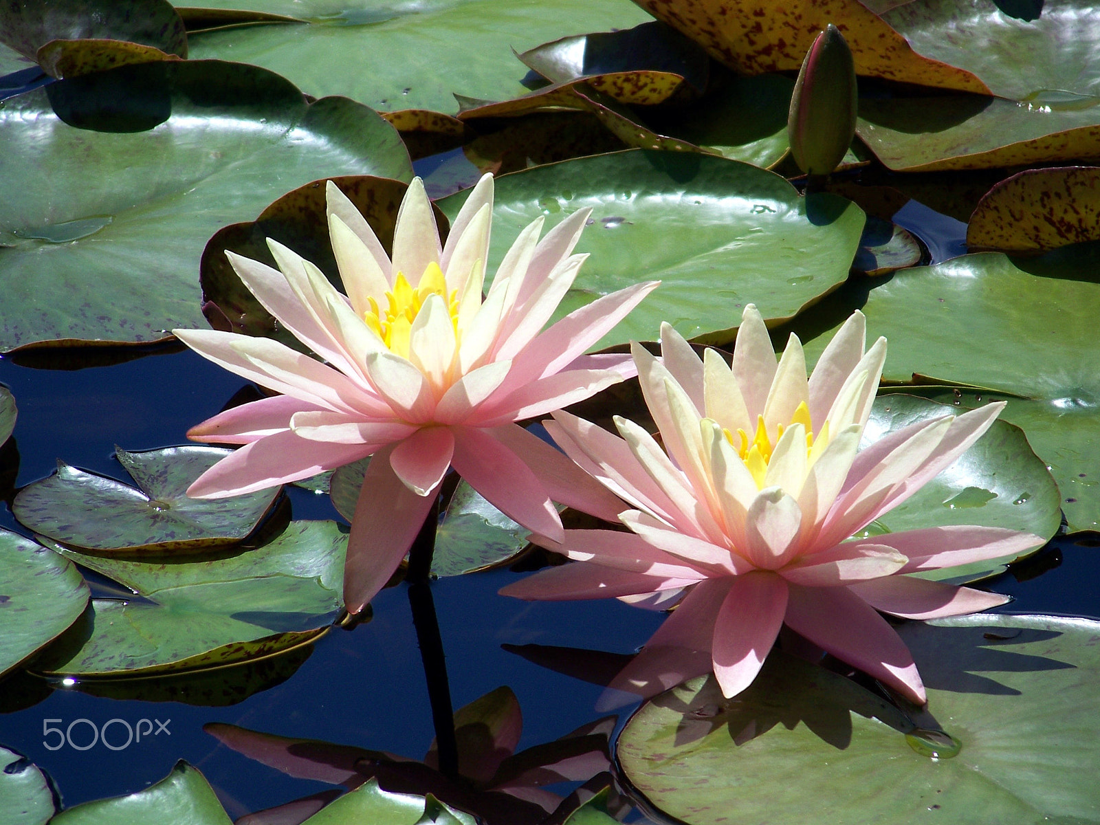 Kodak Z712 IS ZOOM DIGITAL CAMERA sample photo. Water lily photography