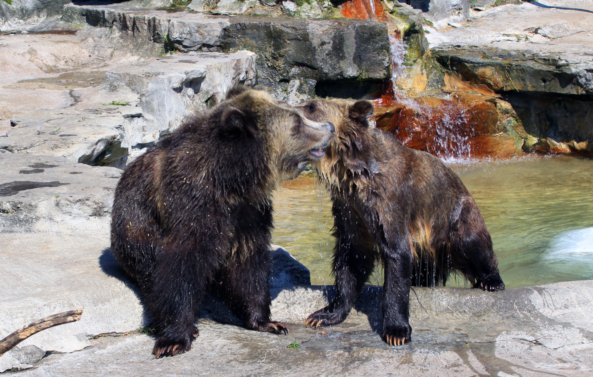 Canon EOS 50D + Canon EF 70-200mm F4L USM sample photo. Bears at play photography