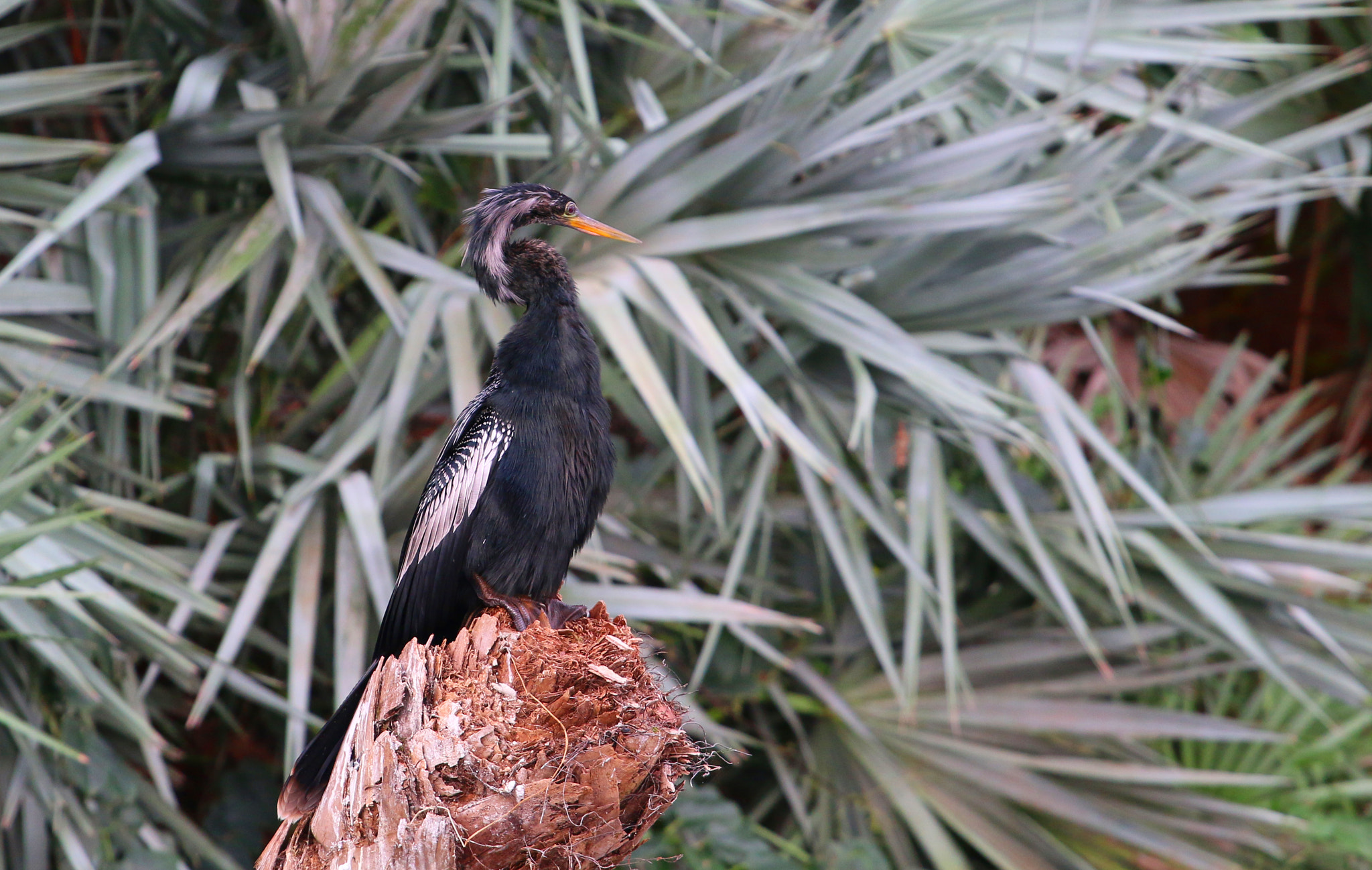Canon EOS 70D + Canon EF 70-200mm F4L USM sample photo. Black bird florida marsh photography