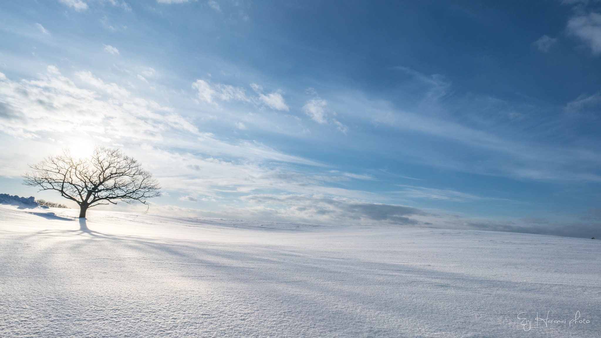 E 21mm F2.8 sample photo. 双子の木 photography