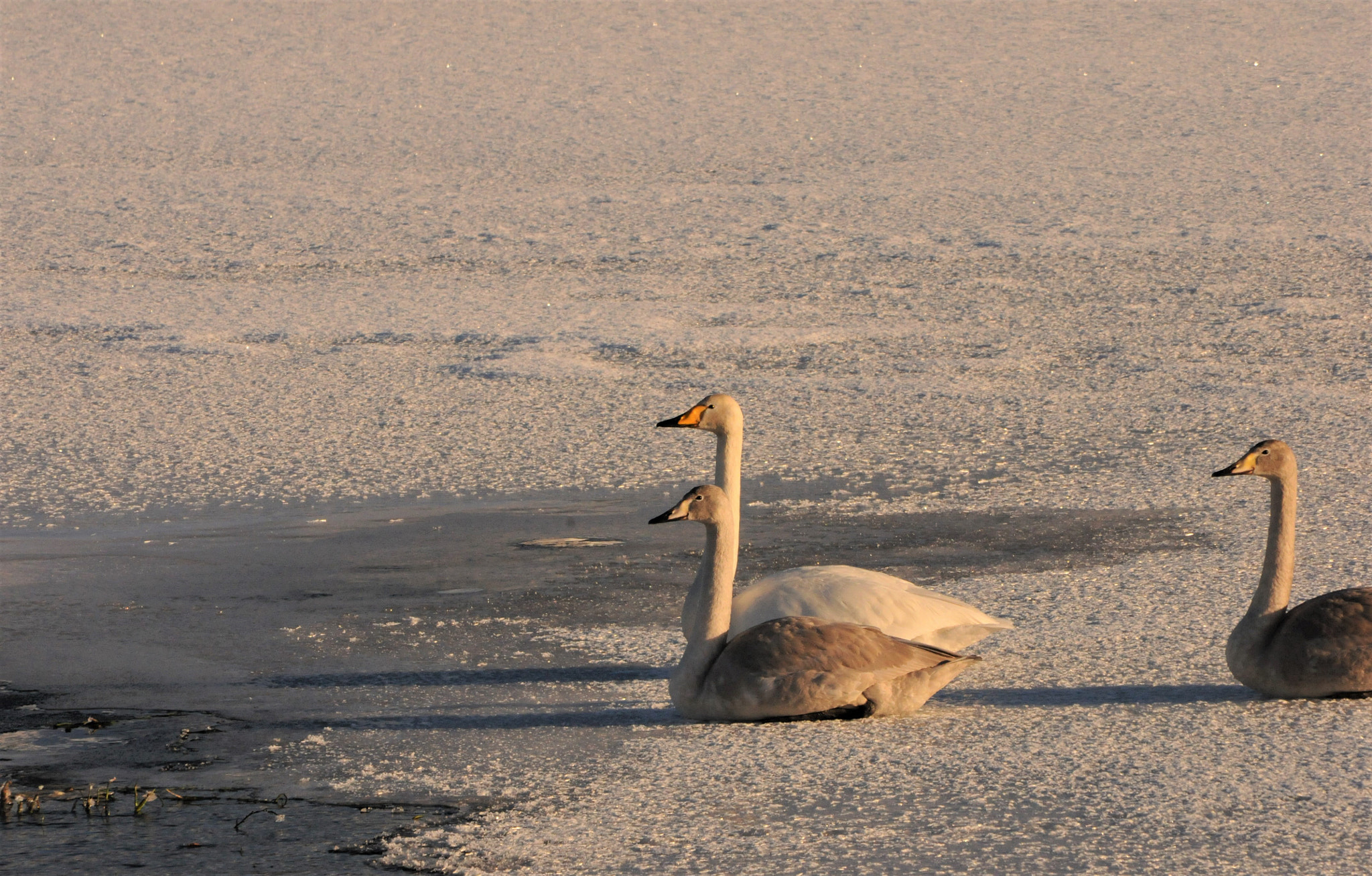 Nikon D300S + Nikon AF-S DX Nikkor 55-300mm F4.5-5.6G ED VR sample photo. Swans "swimming" on the ice photography
