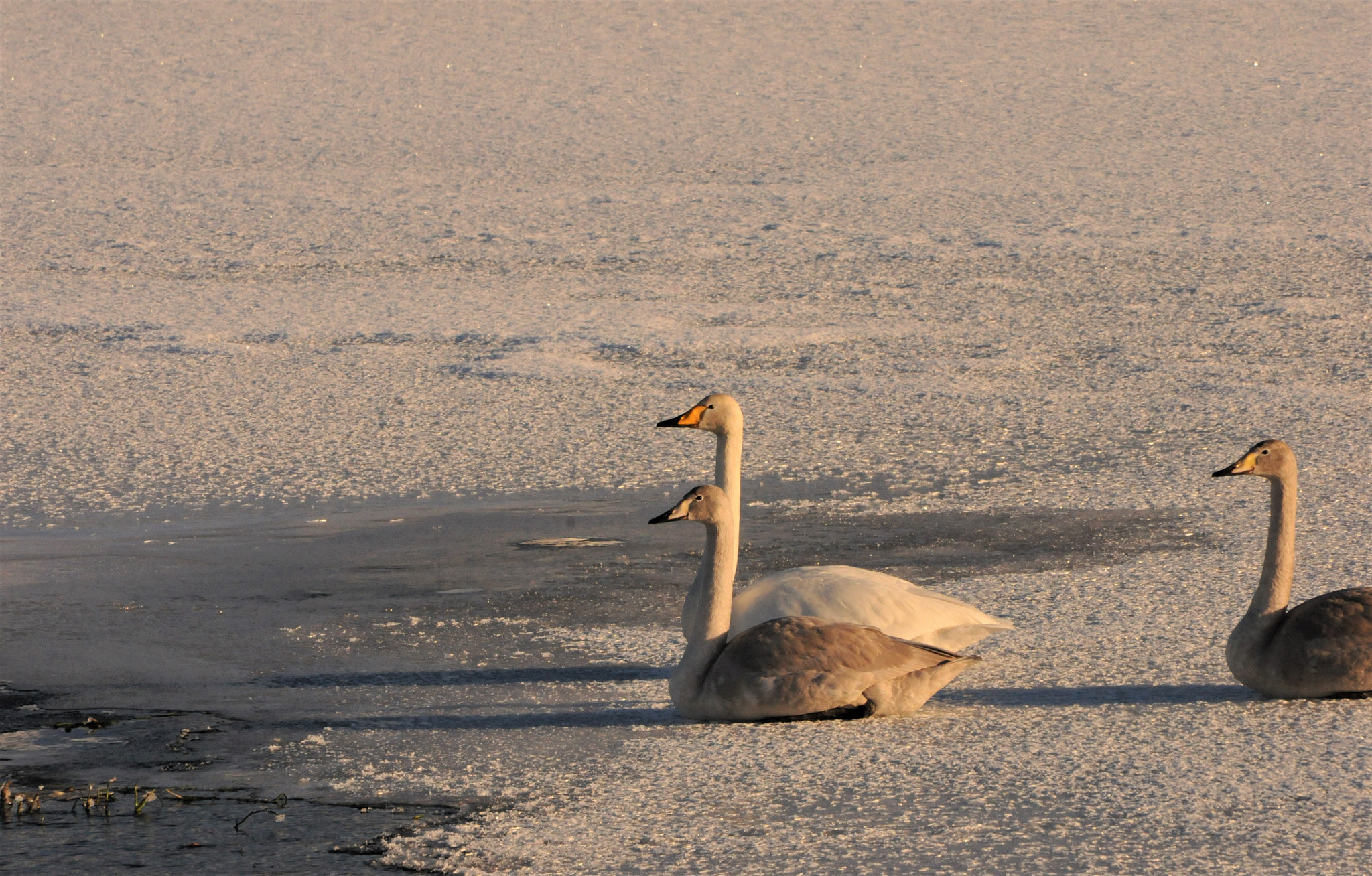 Nikon D300S sample photo. Swans "swimming" on the ice photography