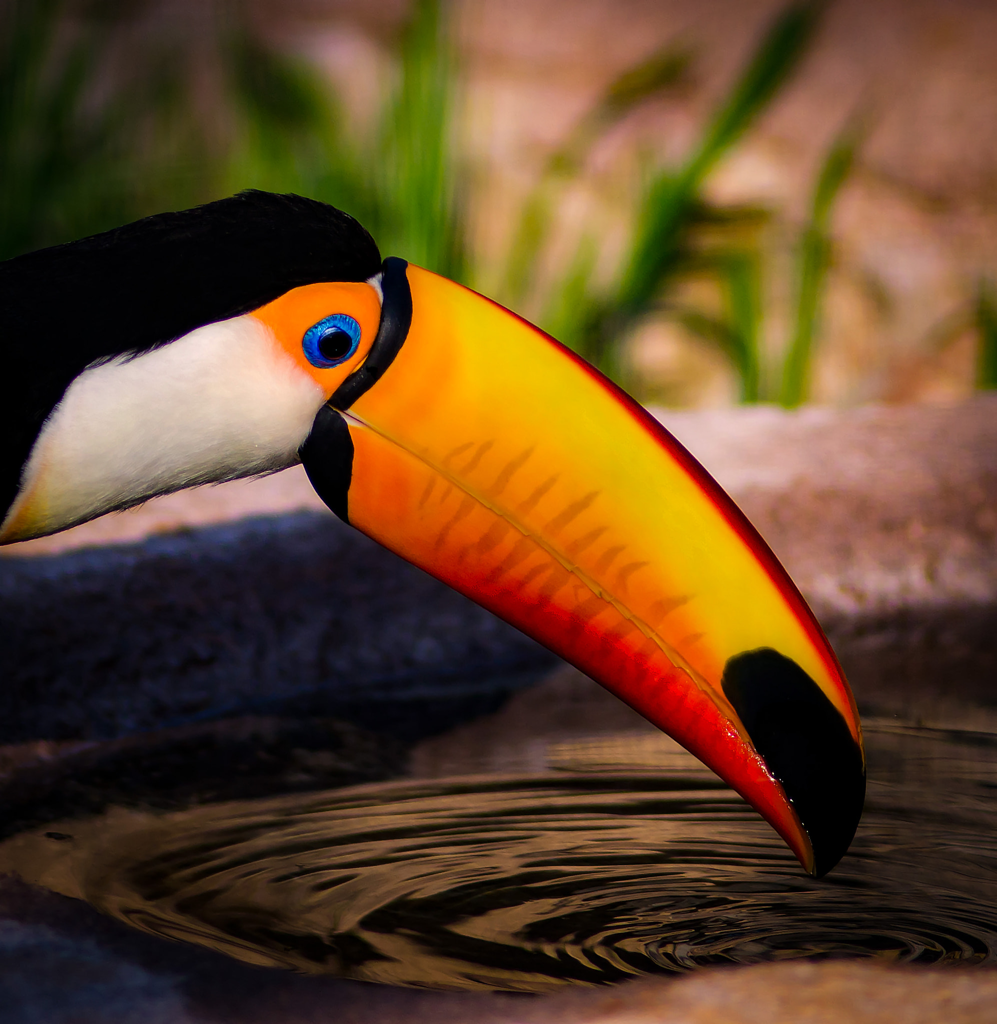 Nikon D800 + AF Nikkor 180mm f/2.8 IF-ED sample photo. Toucan deserves a drink... photography