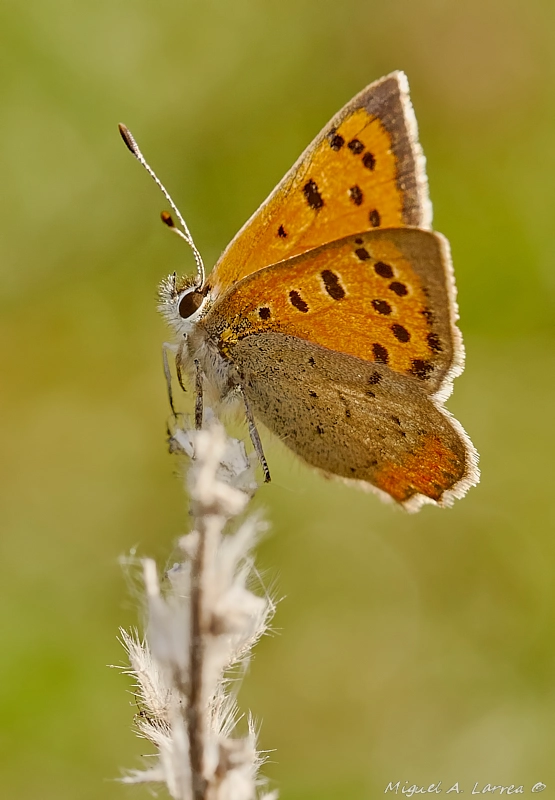 Sony ILCA-77M2 sample photo. Lycaena phlaeas photography
