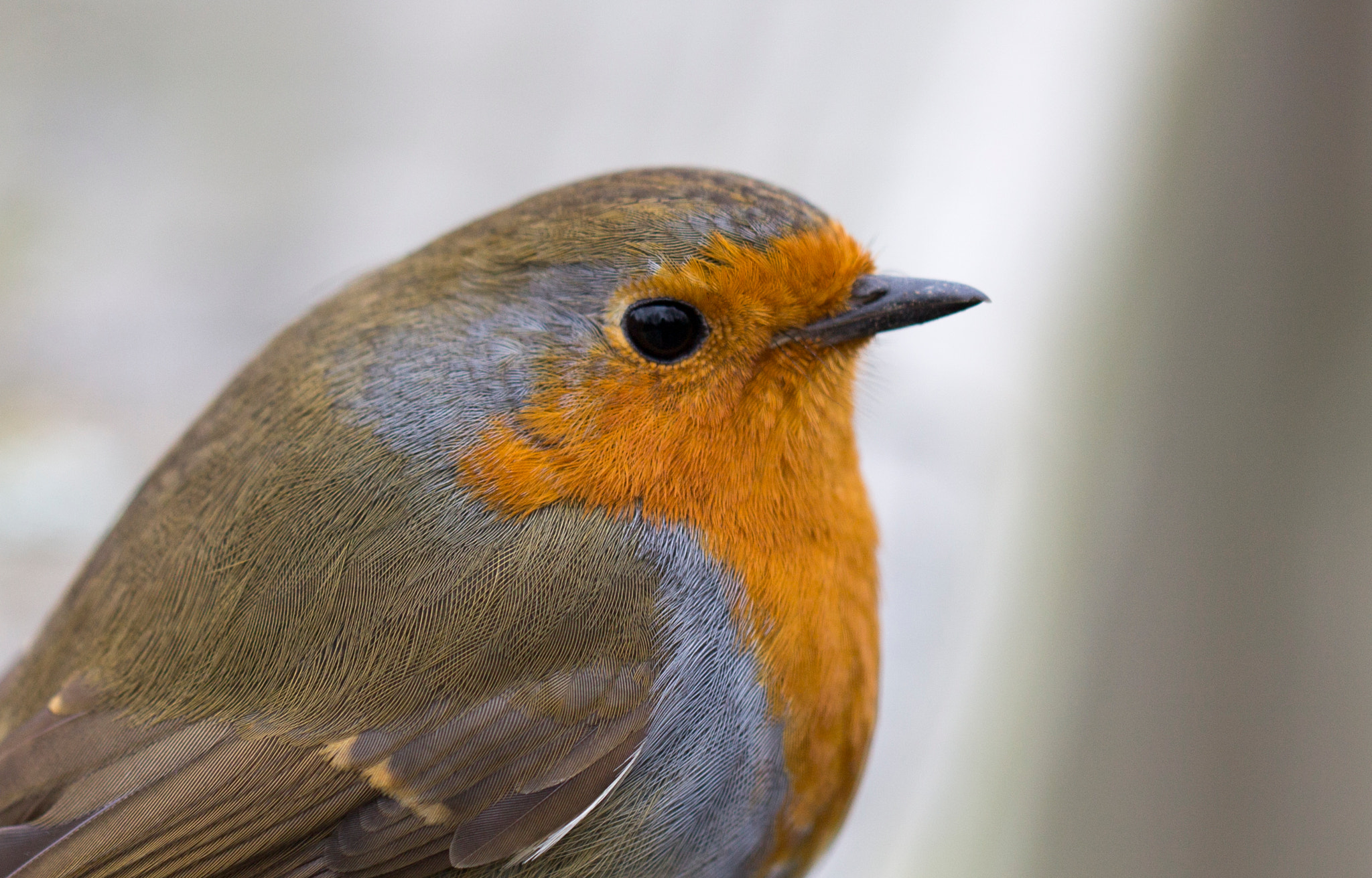 Canon EF 100mm F2.8L Macro IS USM sample photo. The understated robin photography