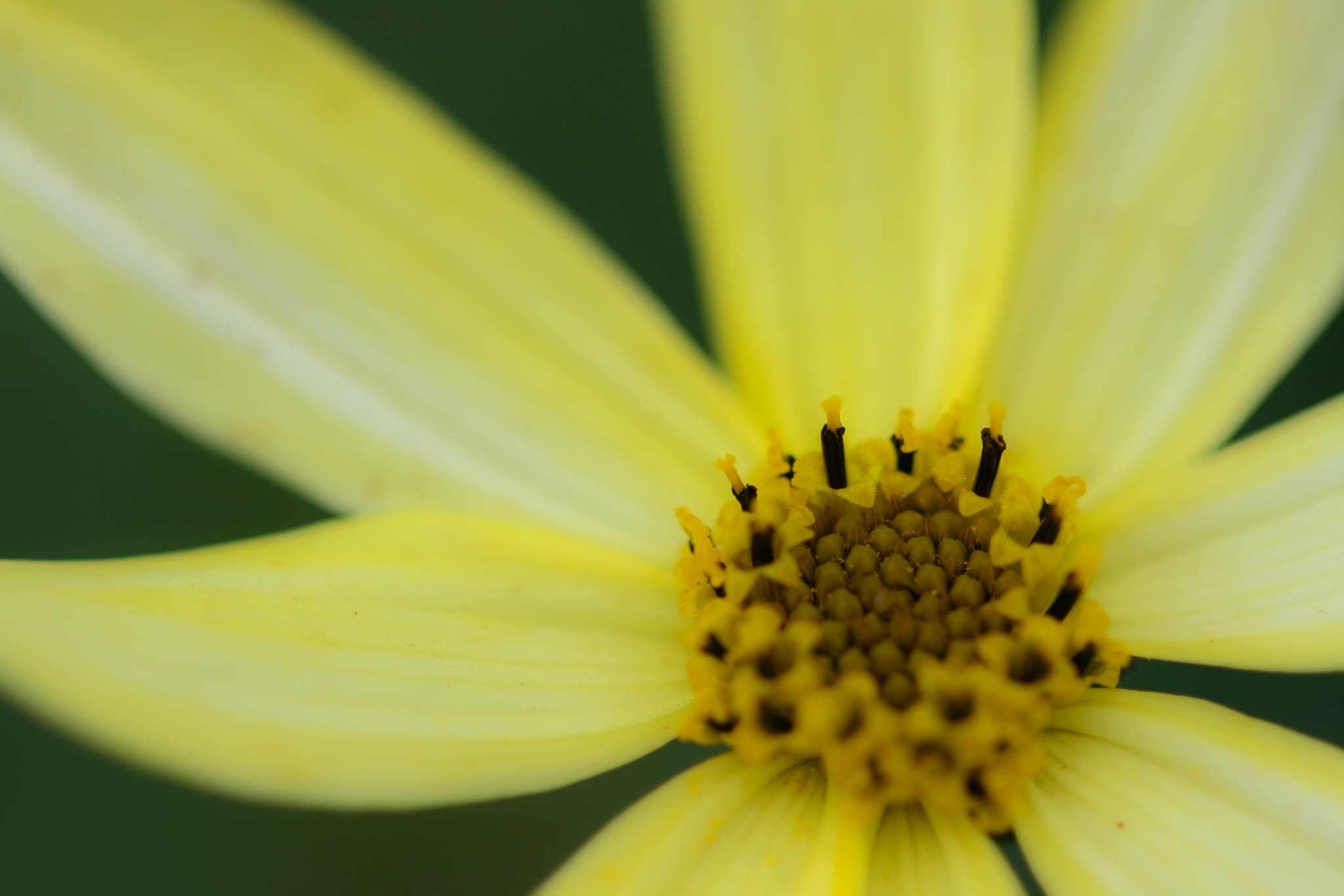 Canon EF 100mm F2.8 Macro USM sample photo. Yellow beauty photography