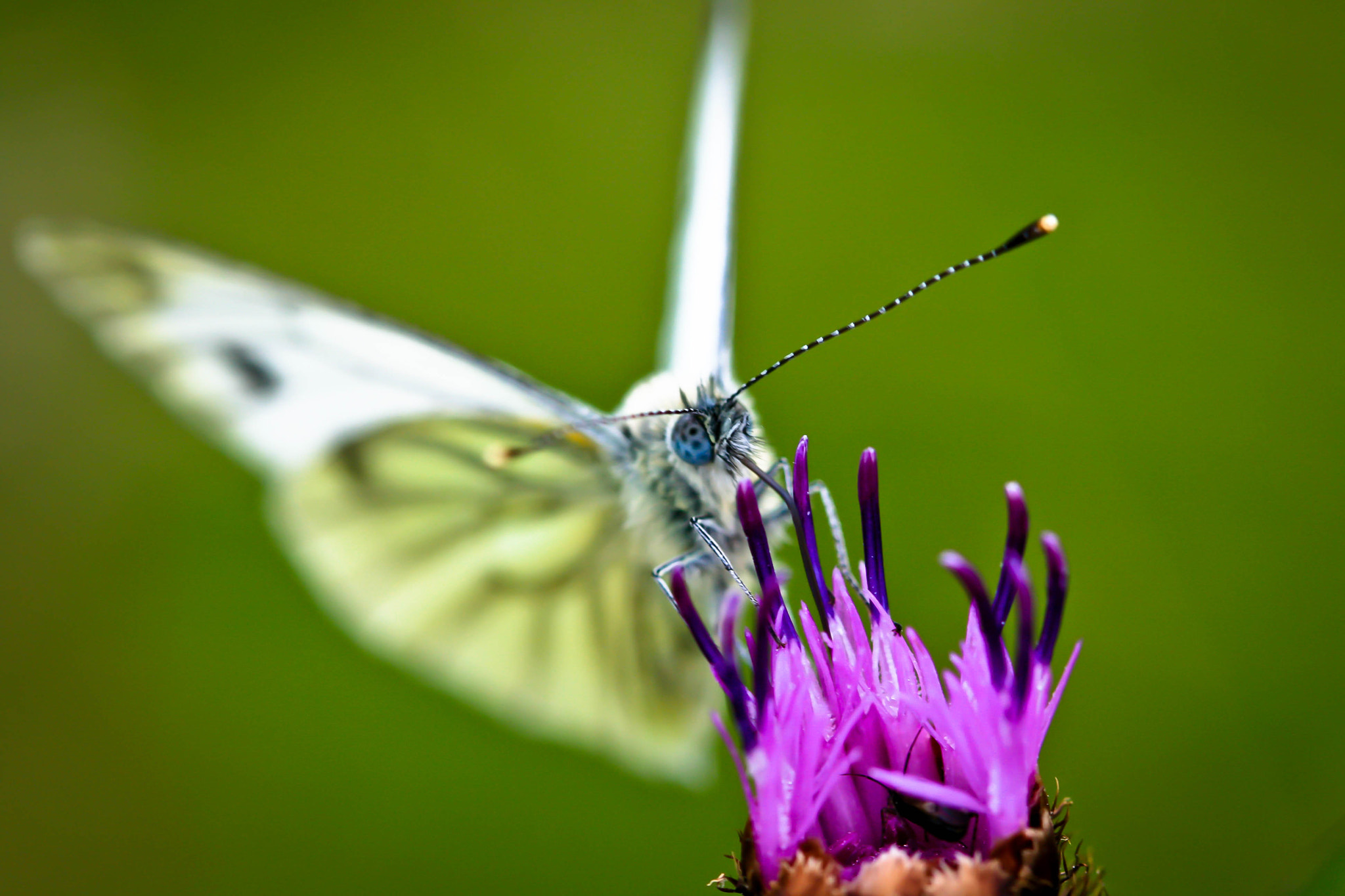 Canon EF 100mm F2.8 Macro USM sample photo. Flutterby photography