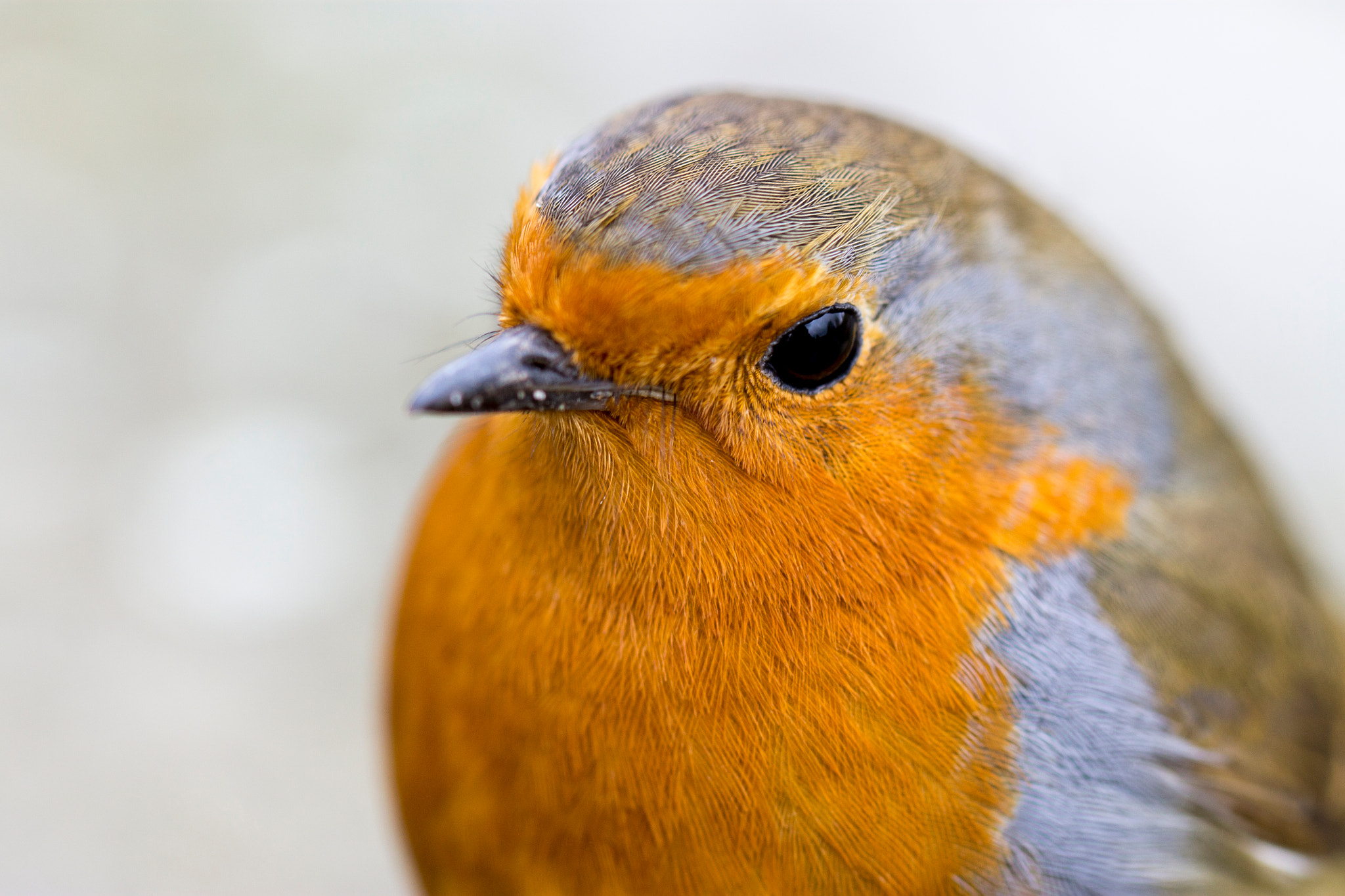 Canon EF 100mm F2.8L Macro IS USM sample photo. The understated robin photography