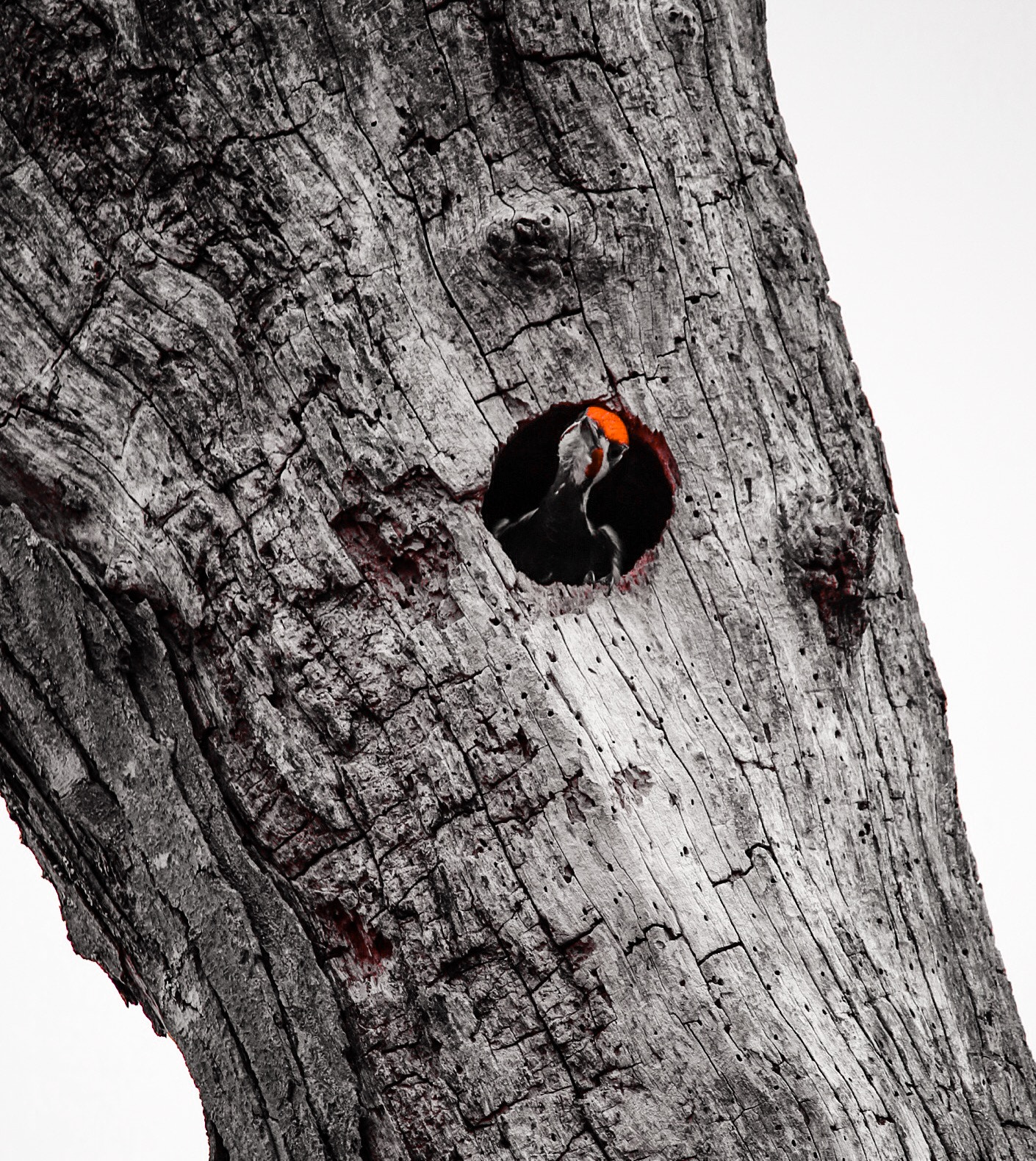 Canon EF-S 55-250mm F4-5.6 IS STM sample photo. Can you see me? photography