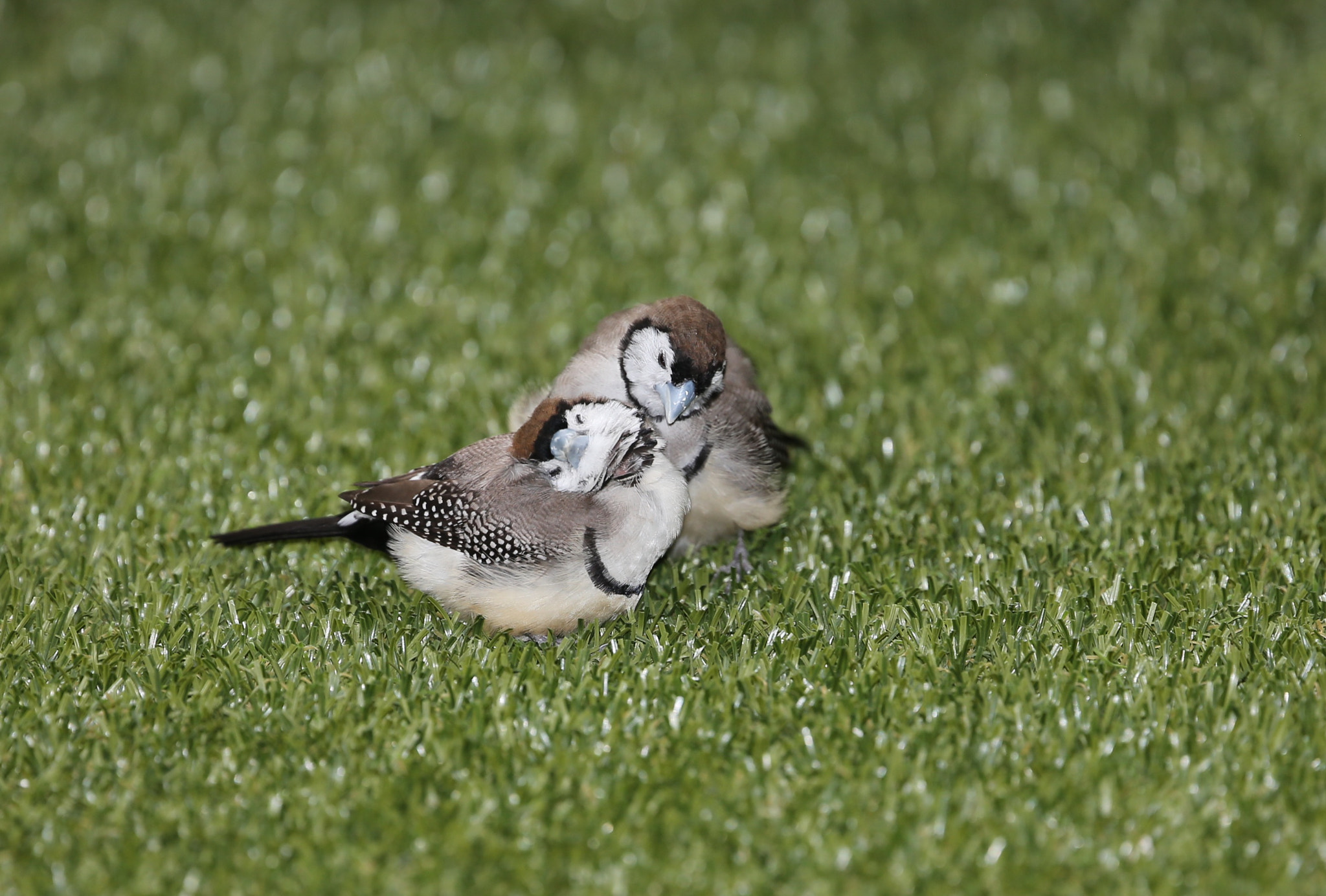 Canon EOS-1D X sample photo. Diamantes búho #birds #pajaros exóticos #aves photography