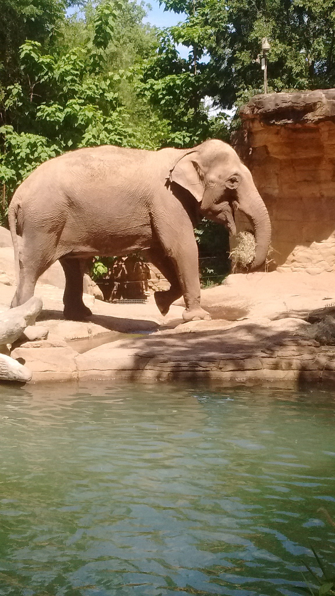 Motorola Moto E with 4G LTE (2nd Gen) sample photo. St. louis zoo photography