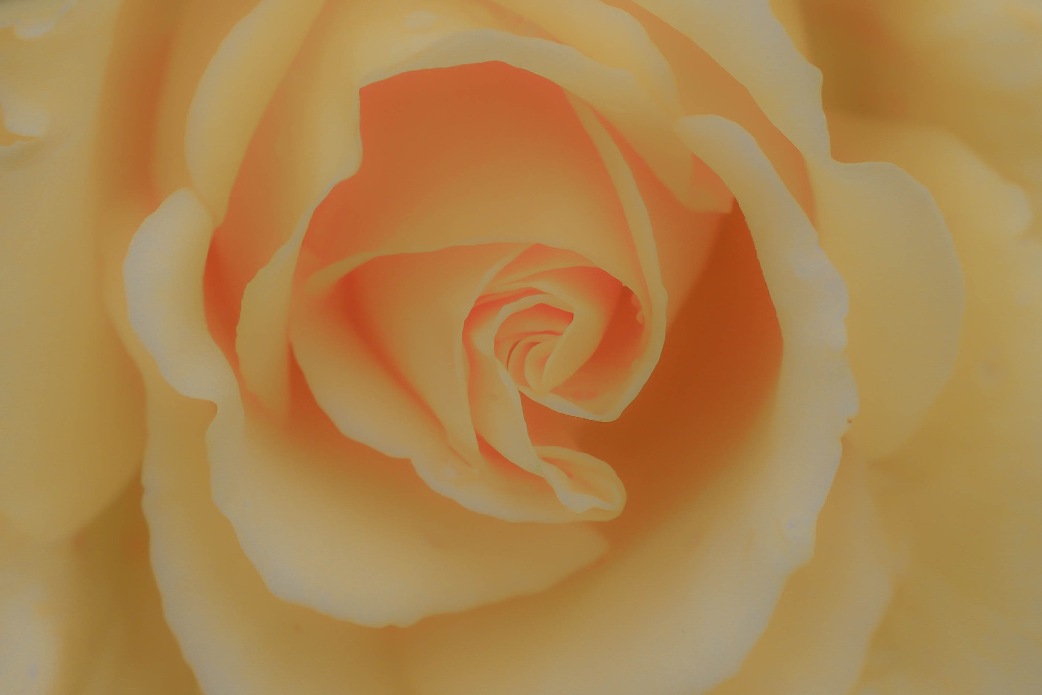 Canon EF 100mm F2.8 Macro USM sample photo. Yellow perfection photography