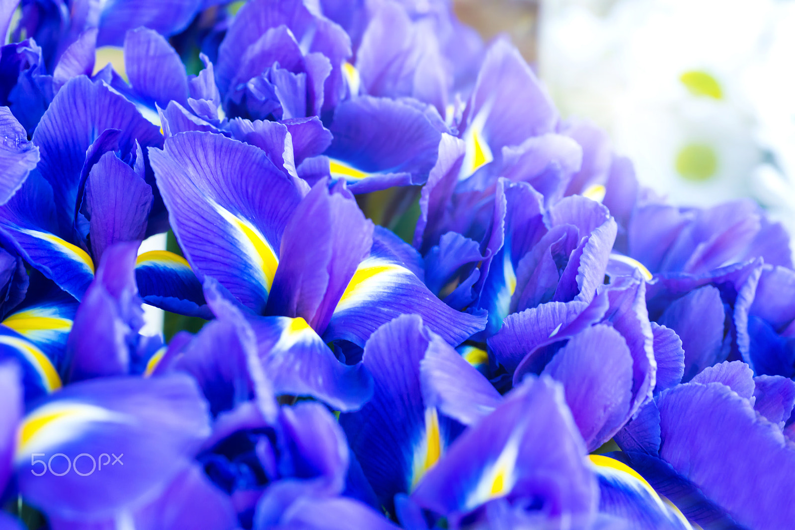 Sigma 70mm F2.8 EX DG Macro sample photo. Blue flower irises photography