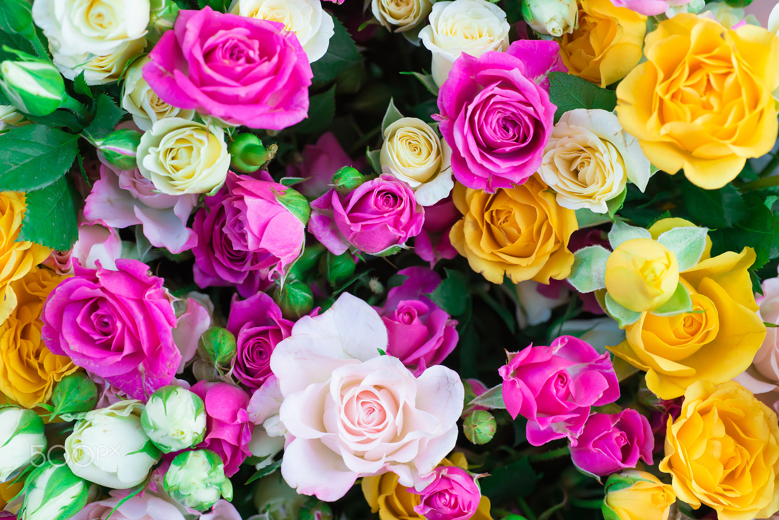 Nikon D800 sample photo. Fresh colorful roses with green leaves photography