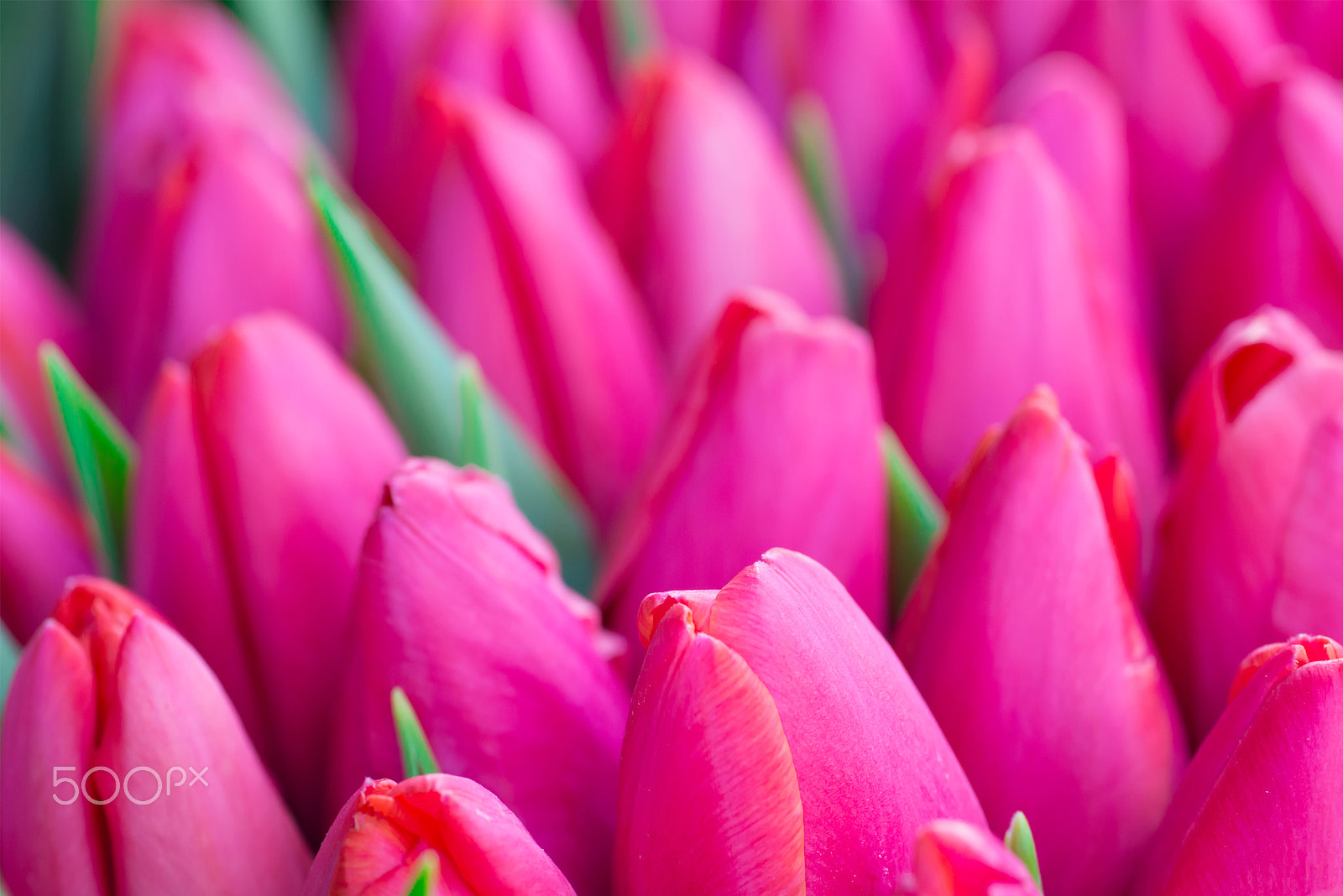 Nikon D800 sample photo. Fresh pink tulips photography