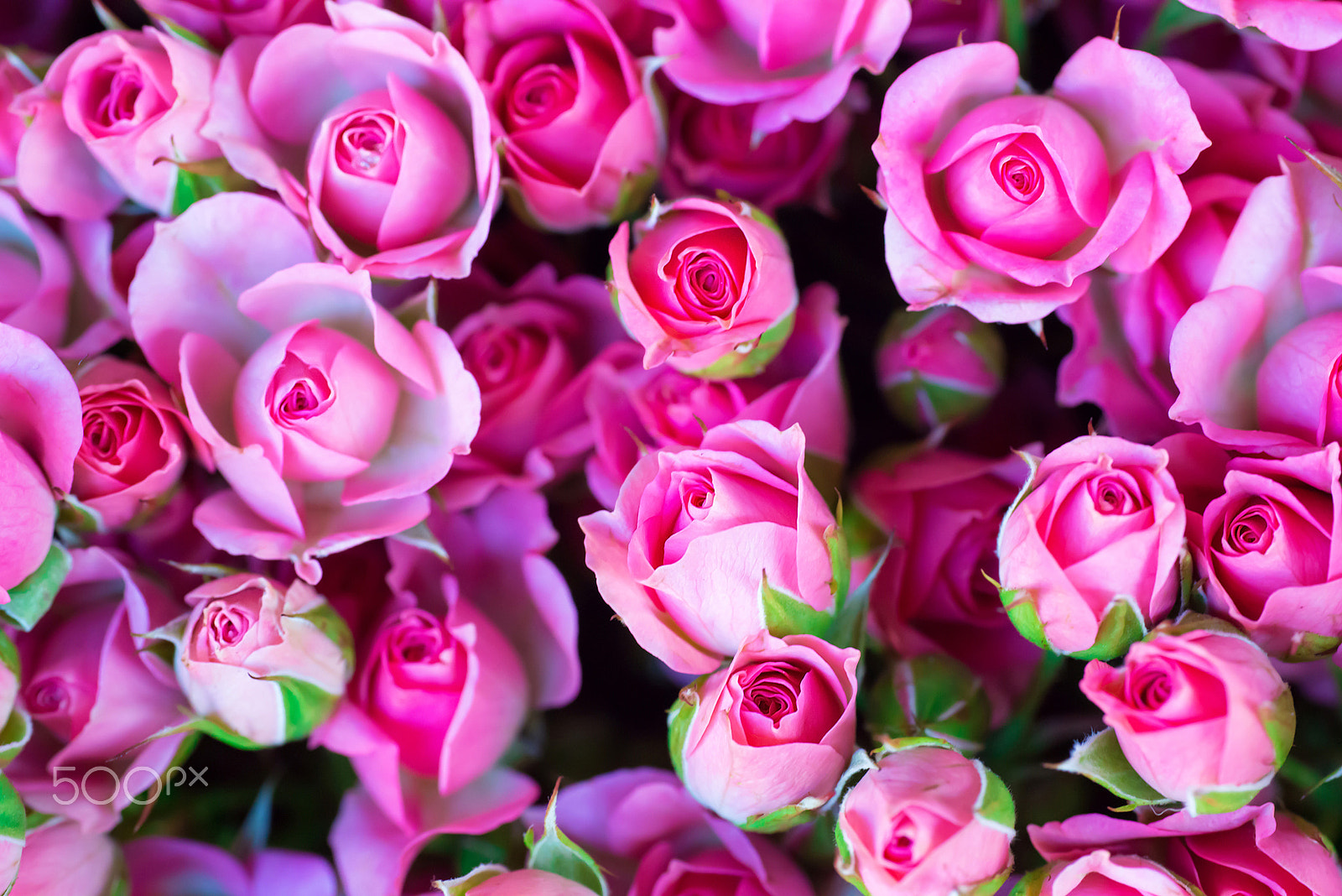 Nikon D800 sample photo. Fresh pink roses with green leaves photography