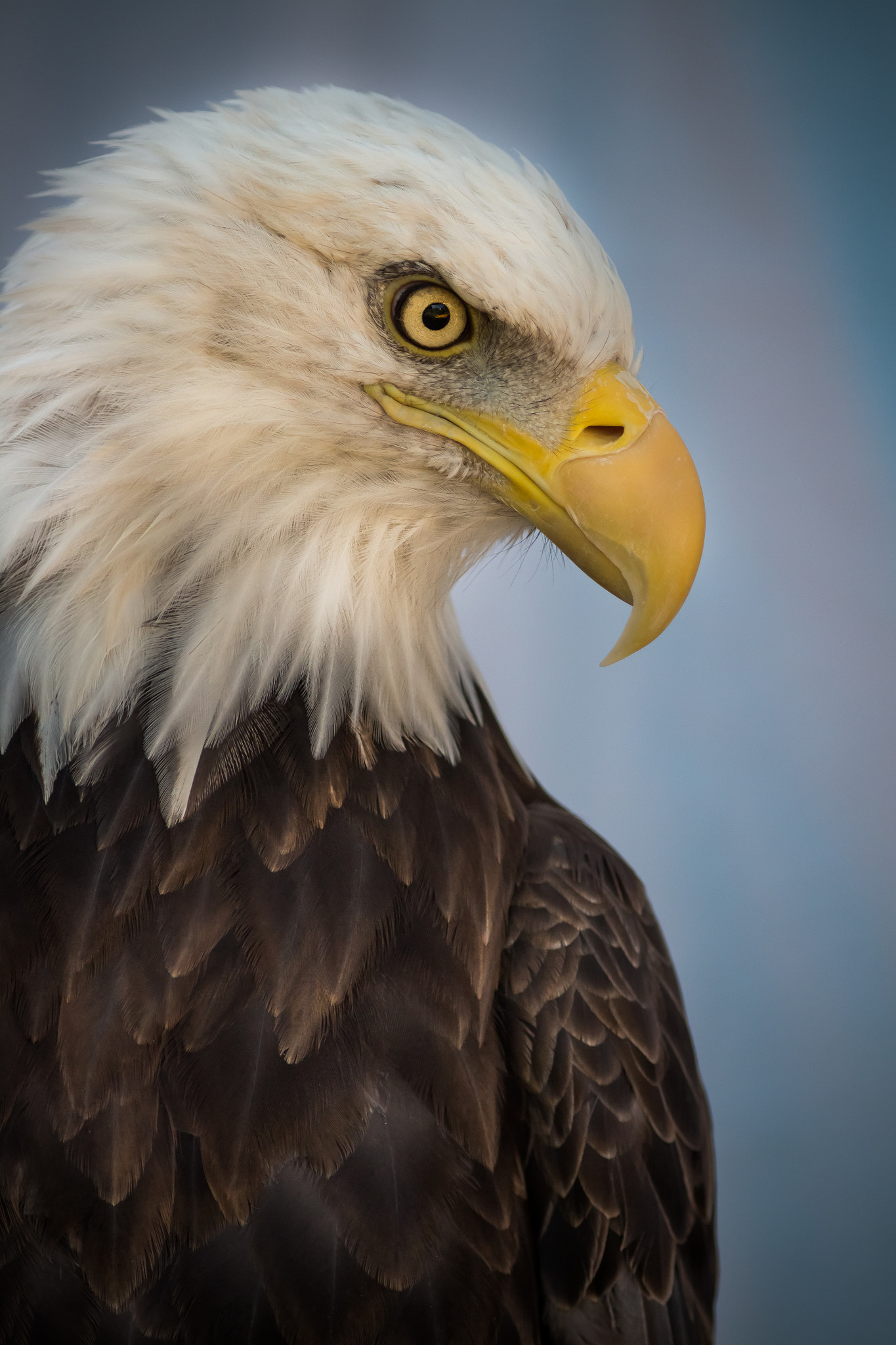 Canon EOS 700D (EOS Rebel T5i / EOS Kiss X7i) + Canon EF 300mm f/4L sample photo. Bald eagle.....  photography