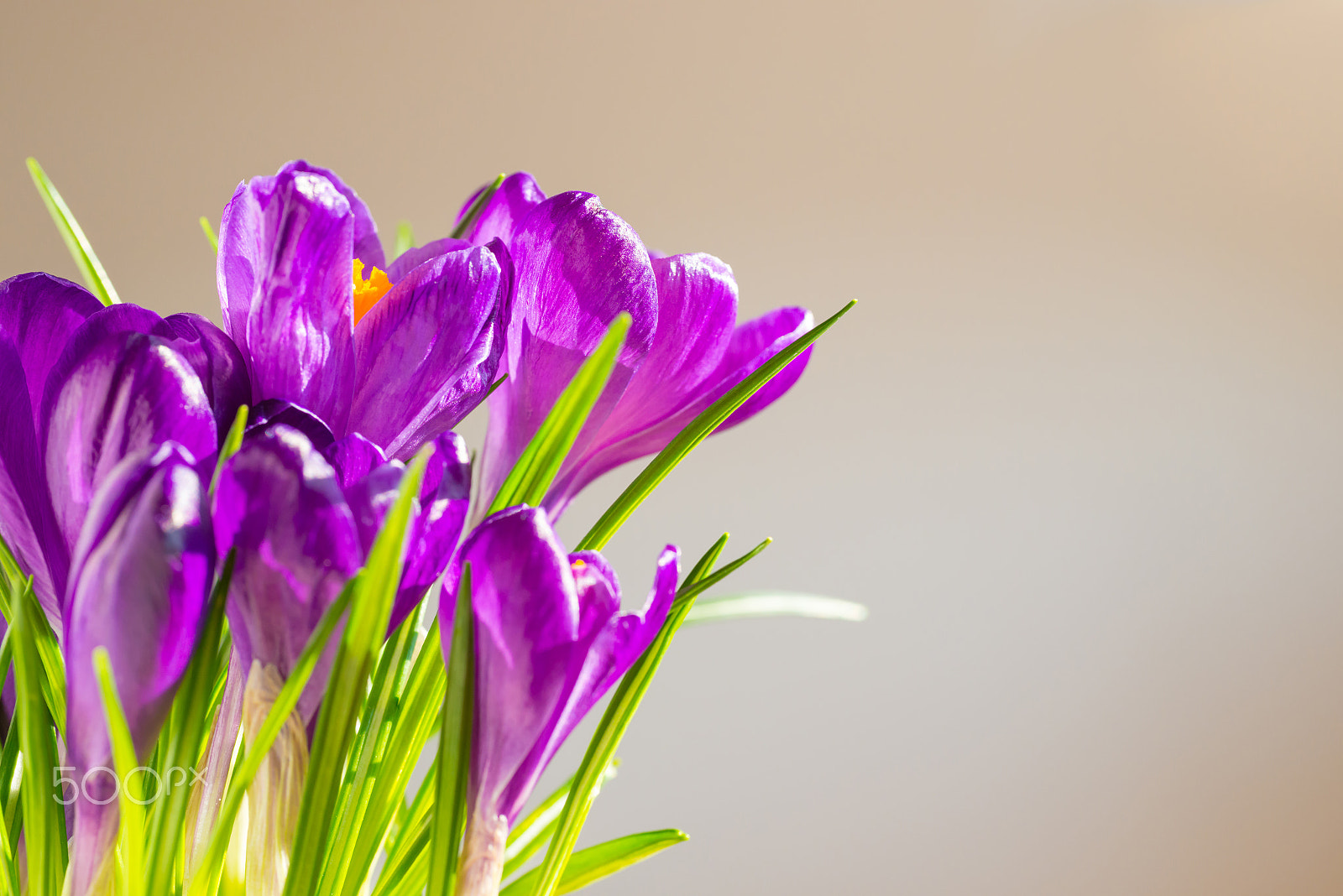 Nikon D800 sample photo. First spring flowers - bouquet of purple crocuses photography