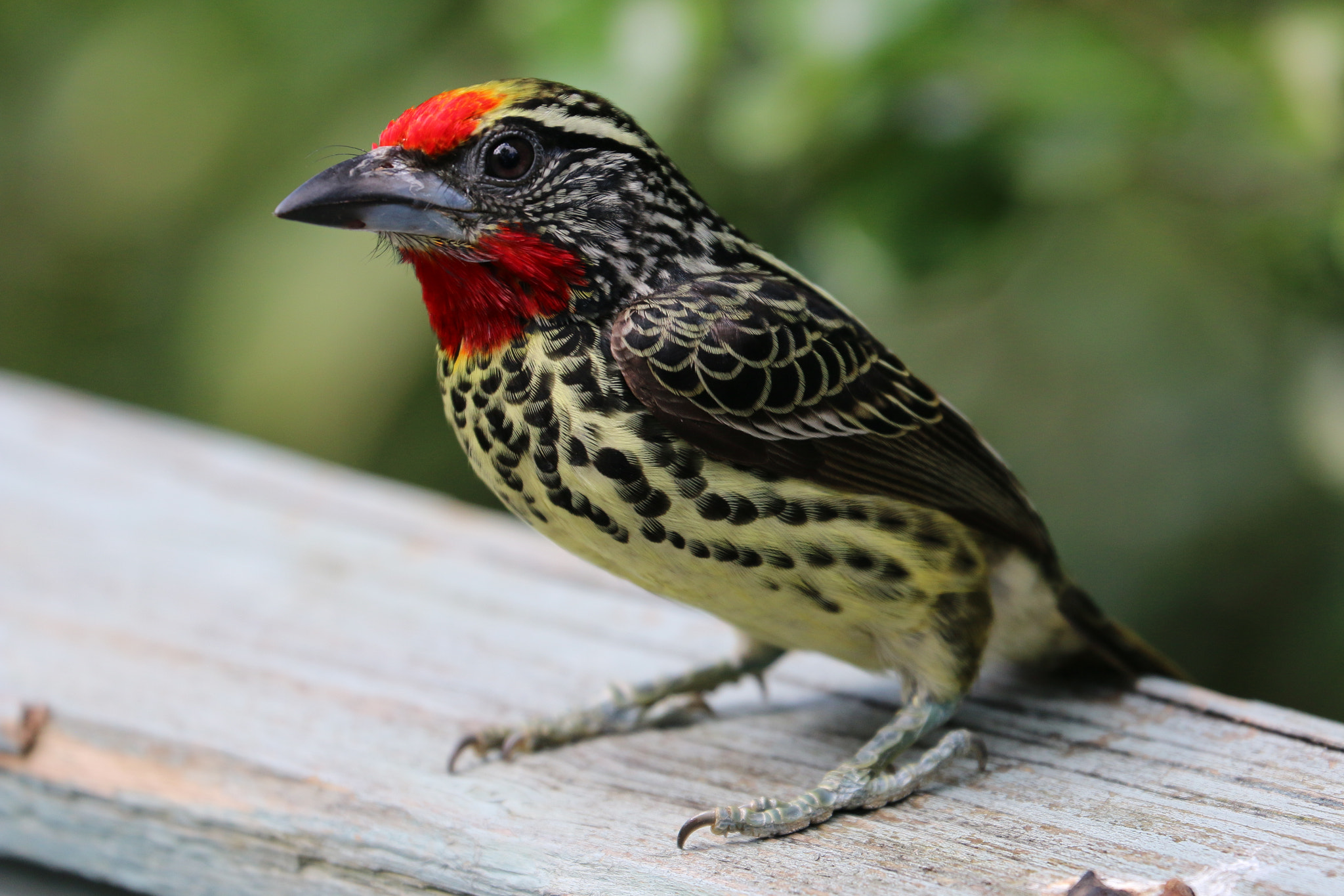 Canon EF 70-300mm F4-5.6L IS USM sample photo. Img photography