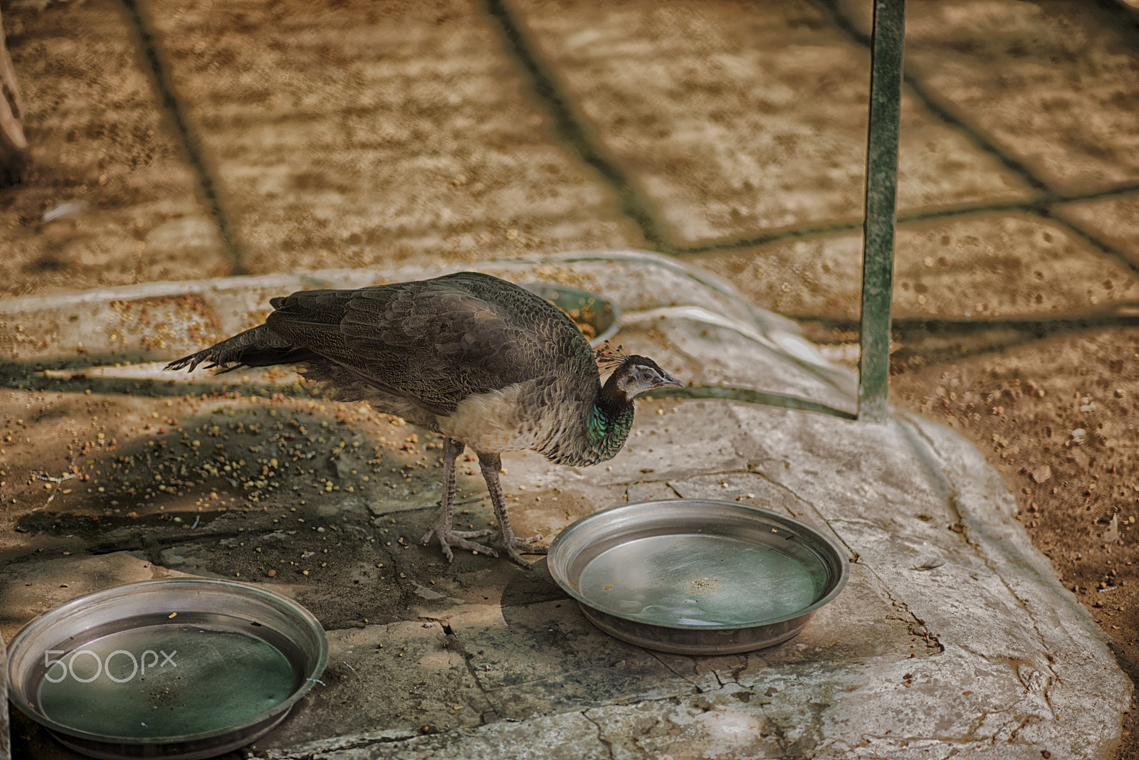 Nikon D810 + Nikon AF-S Nikkor 85mm F1.8G sample photo. Beautiful peacock ready to drink water photography