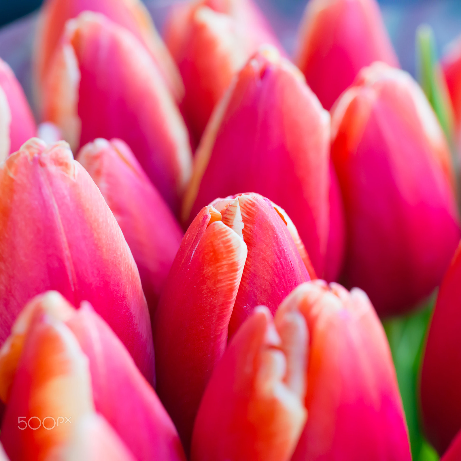 Nikon D800 sample photo. Fresh colorful tulips photography