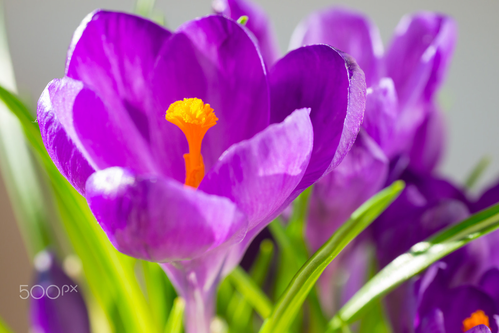Nikon D800 + Sigma 70mm F2.8 EX DG Macro sample photo. First spring flowers - bouquet of purple crocuses photography