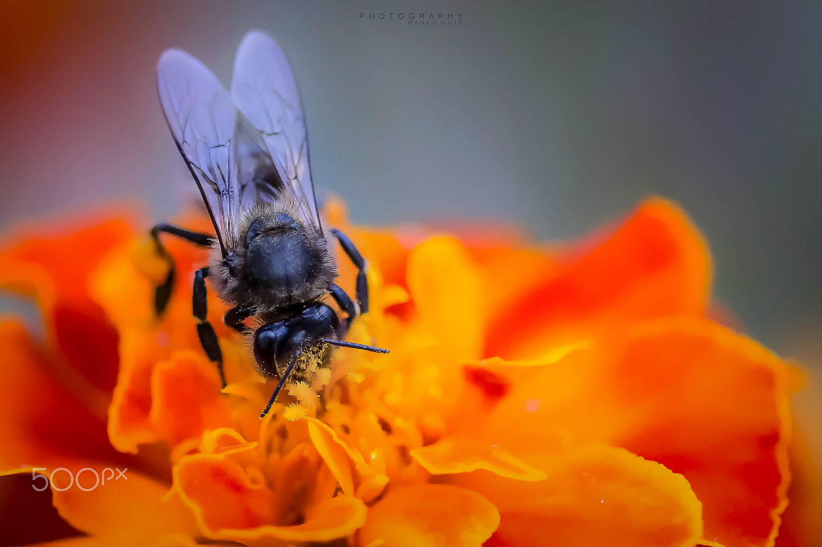 Canon EF 100mm F2.8 Macro USM sample photo. Smell of spring photography