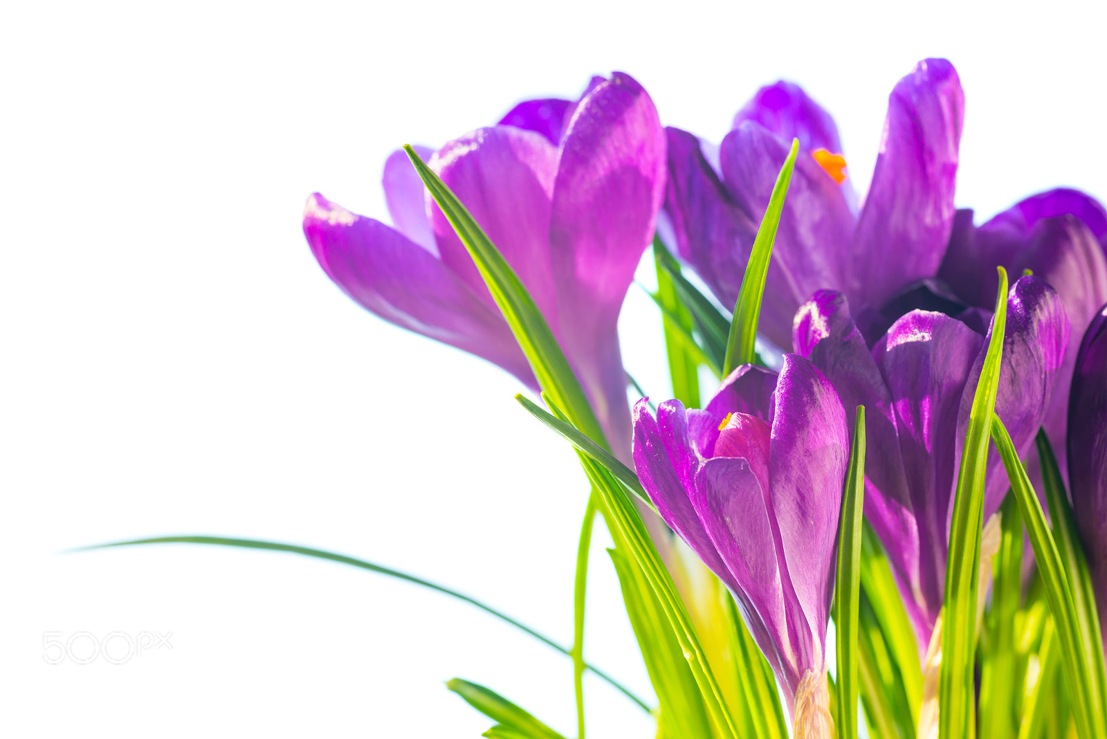 Sigma 70mm F2.8 EX DG Macro sample photo. First spring flowers - bouquet of purple crocuses photography