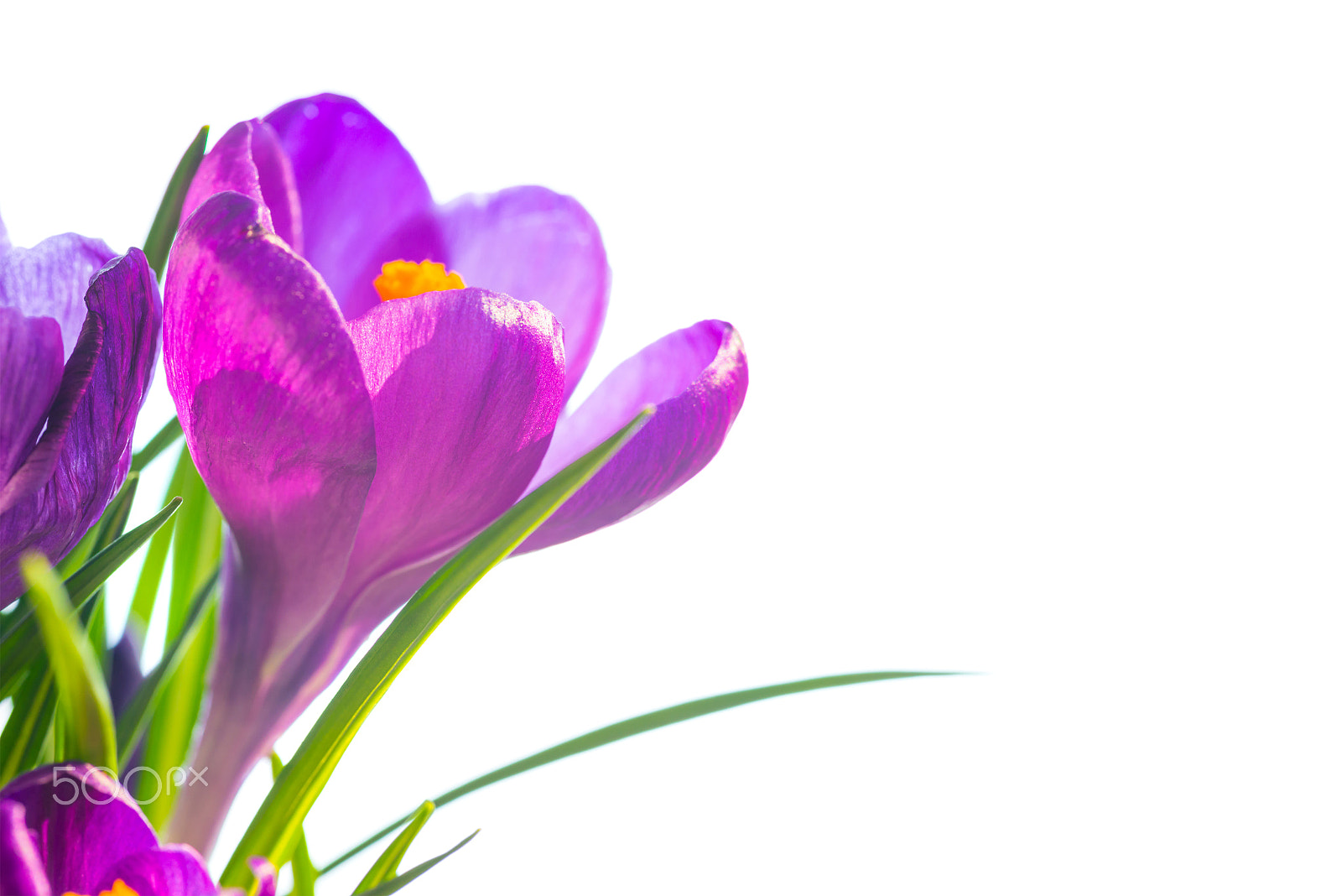 Nikon D800 + Sigma 70mm F2.8 EX DG Macro sample photo. First spring flowers - bouquet of purple crocuses photography