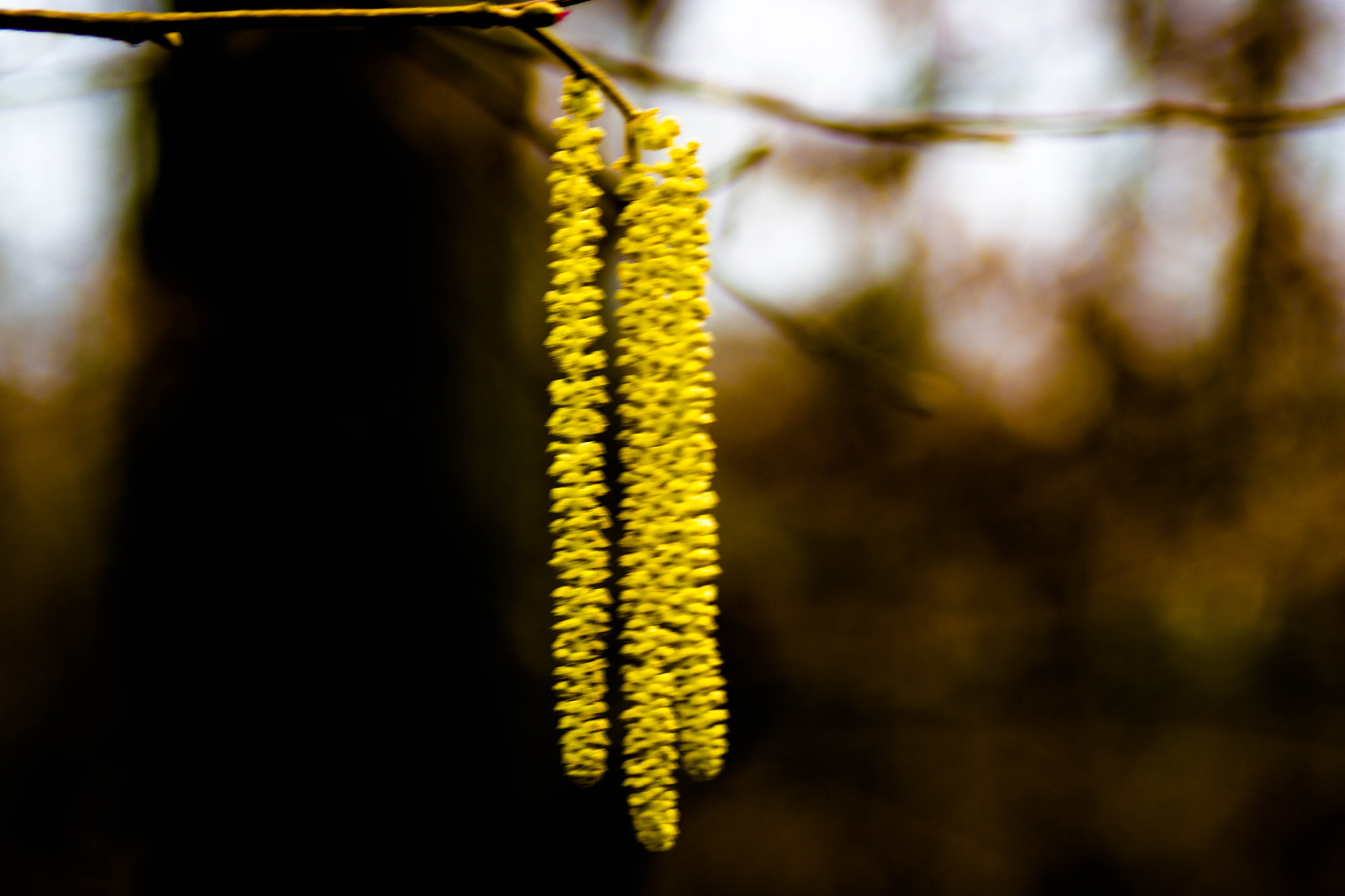 Sony a6000 + Minolta AF 35-105mm F3.5-4.5 sample photo. Lockt den fotografen vom weg ab photography