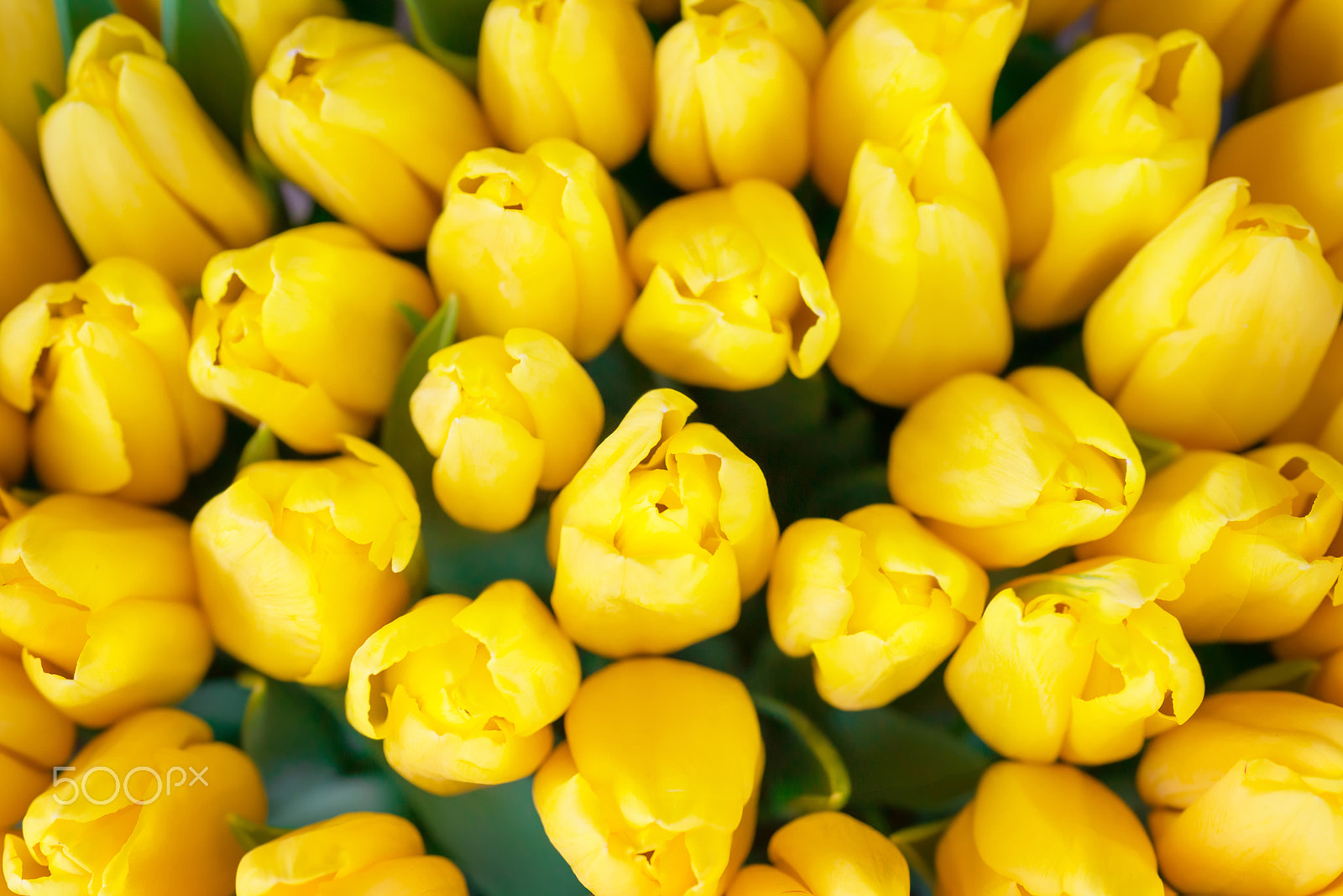 Nikon D800 sample photo. Fresh yellow tulips photography