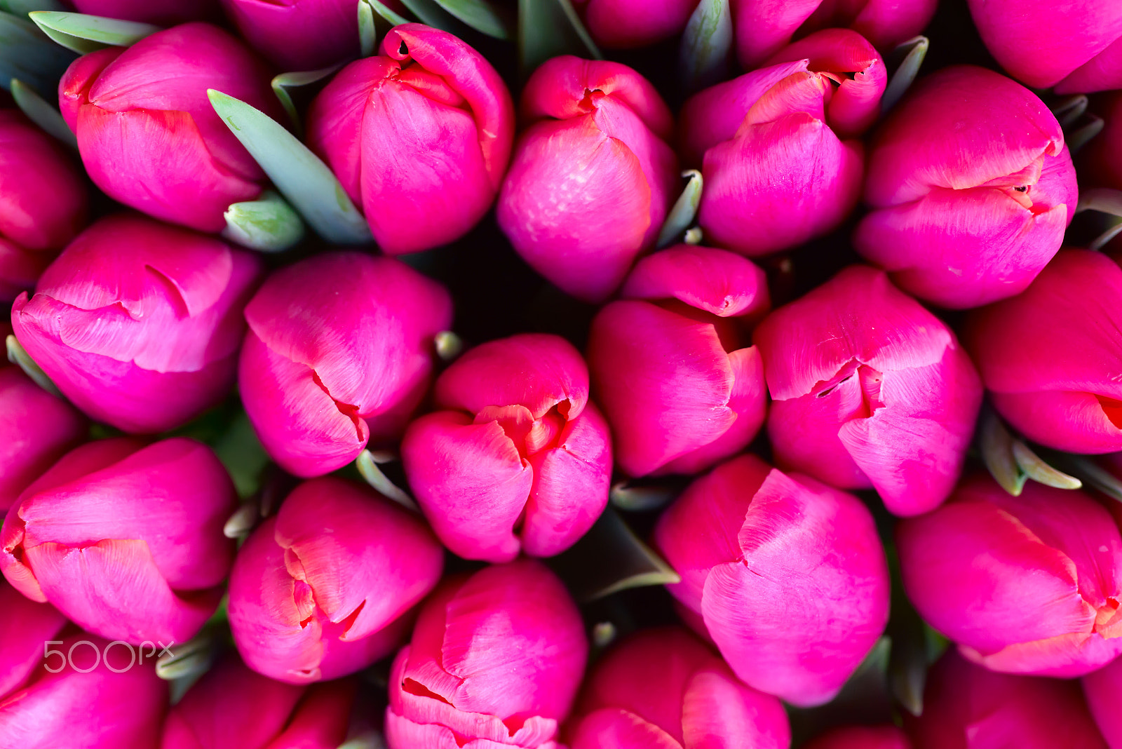 Nikon D800 sample photo. Fresh pink tulips photography