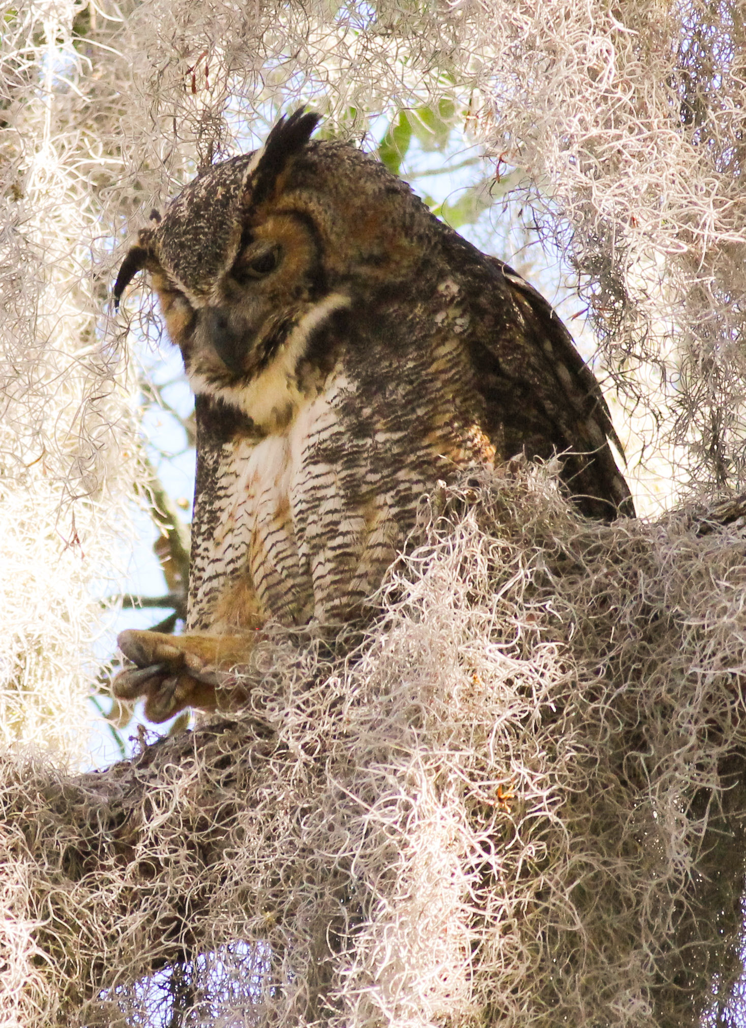 Canon EOS 600D (Rebel EOS T3i / EOS Kiss X5) + Canon EF 400mm F5.6L USM sample photo. Gho checking talon photography