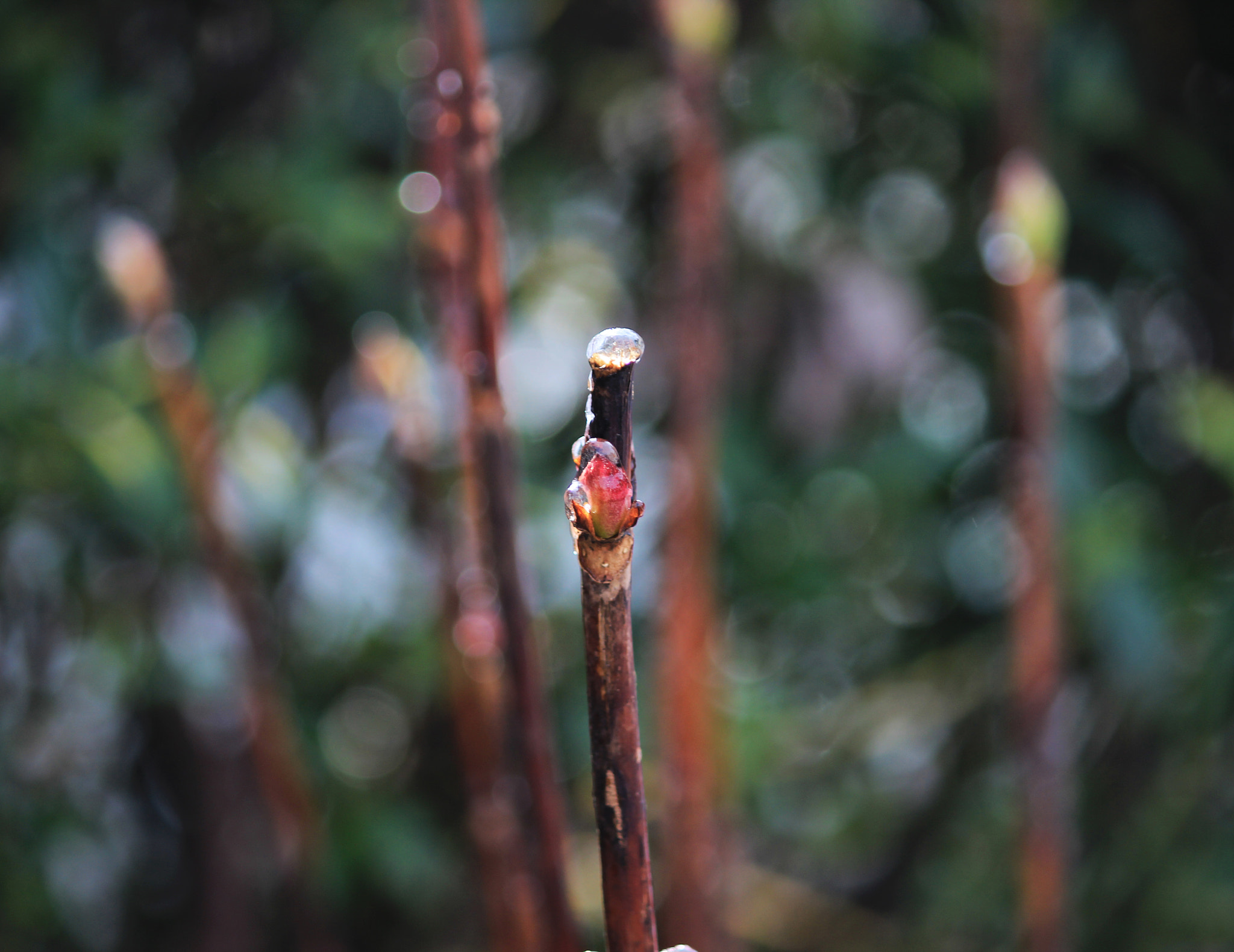 Canon EF-S 55-250mm F4-5.6 IS sample photo. Bubble, ice photography
