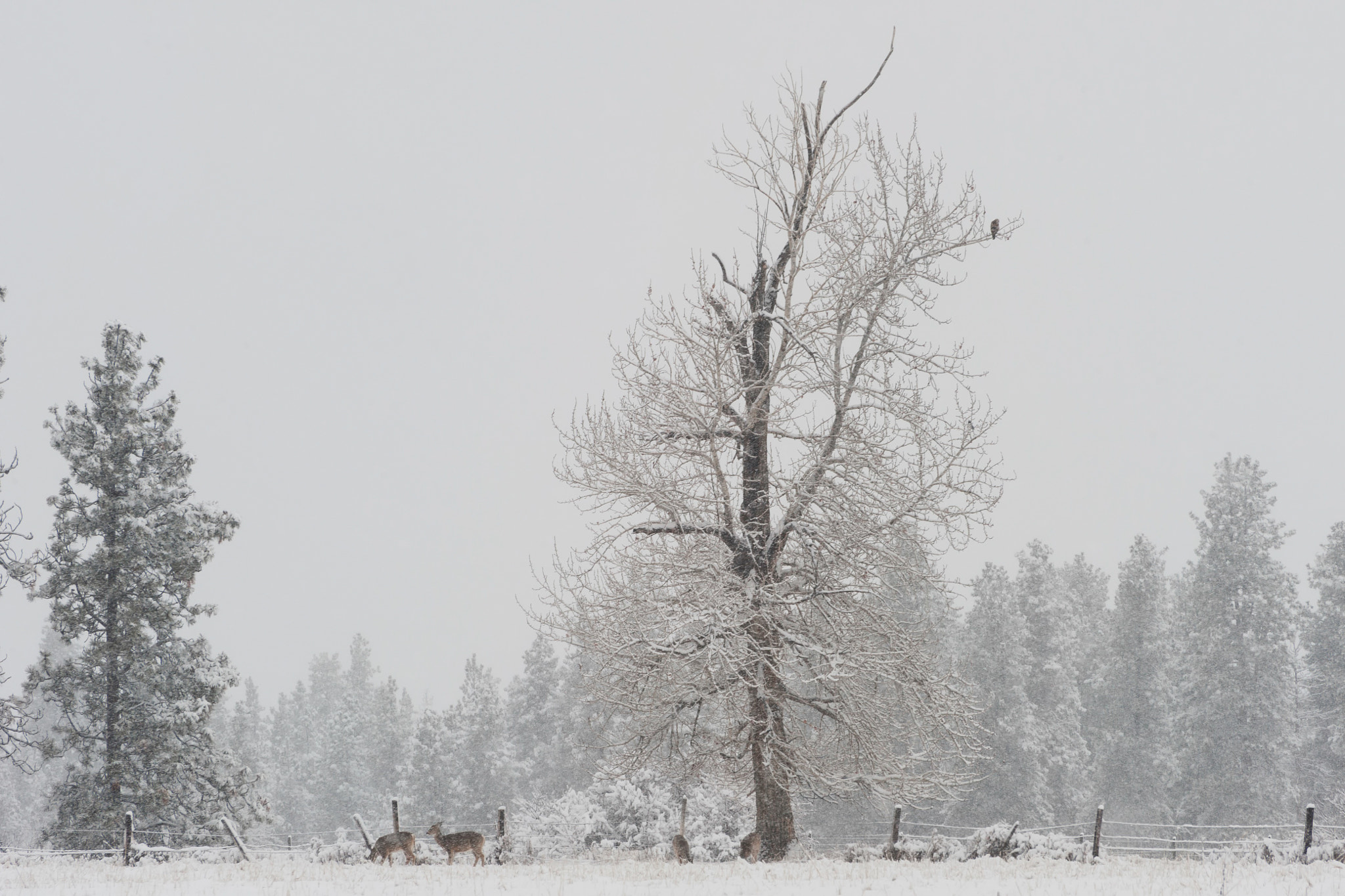 Nikon D3 sample photo. Snow scene in montana photography