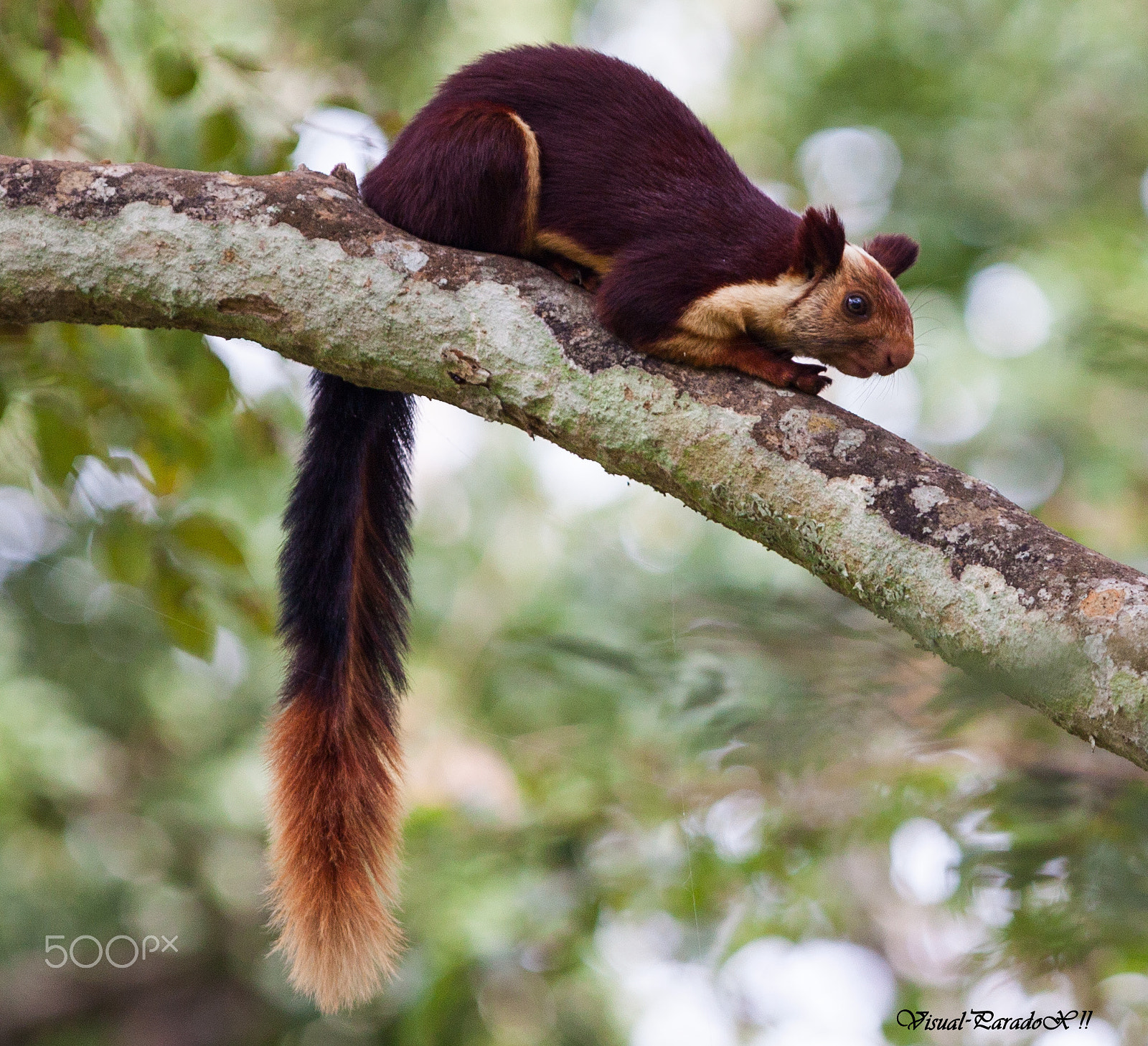 Canon EOS 500D (EOS Rebel T1i / EOS Kiss X3) sample photo. Indian giant squirrel photography