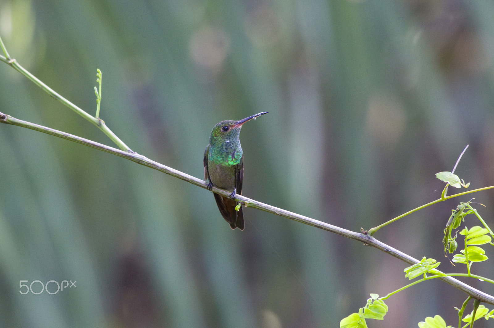 Canon EOS 50D + Canon EF 100-400mm F4.5-5.6L IS USM sample photo. Charming hummingbird photography